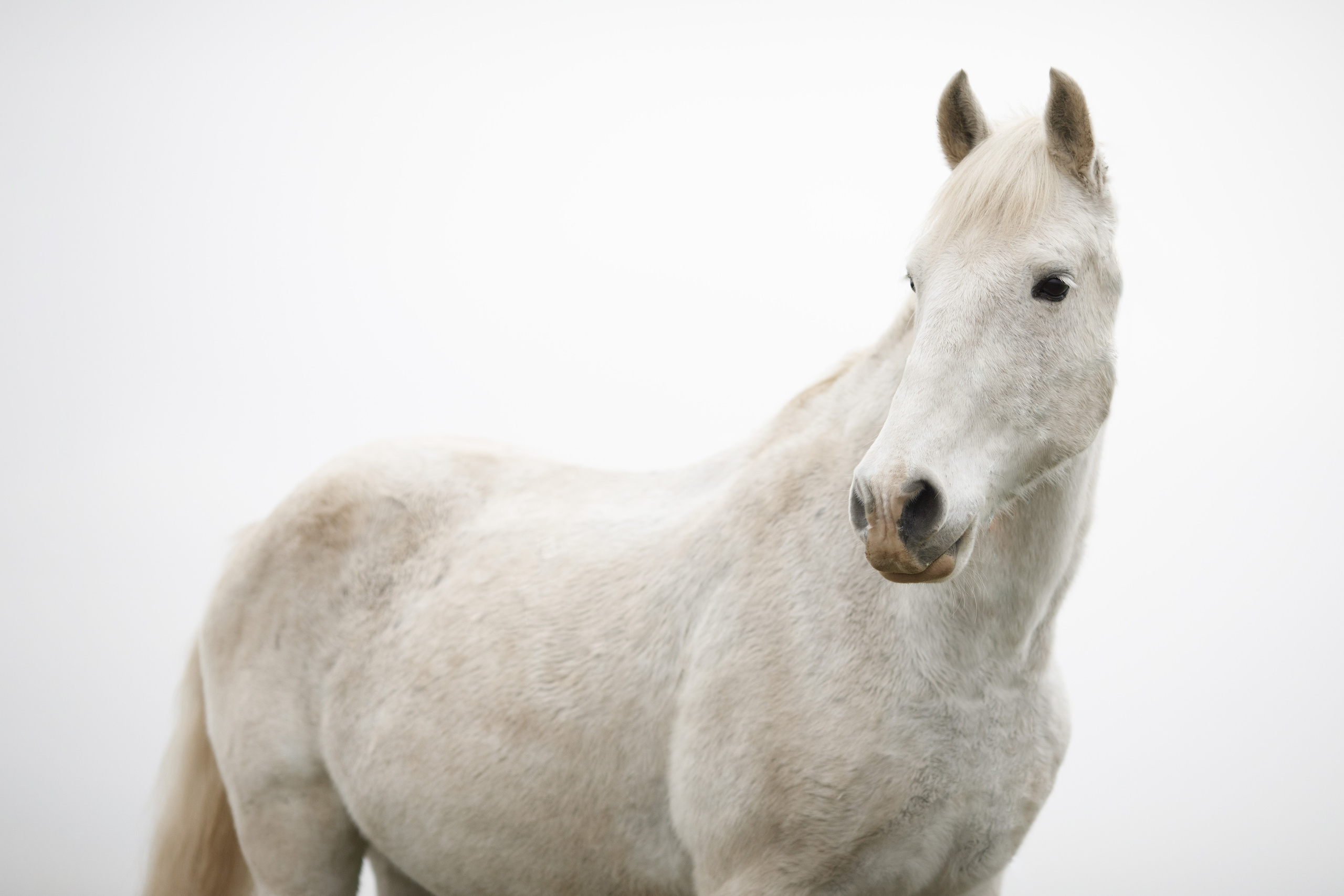 Алёна и Беркут. Фотограф Владимир Зиновьев