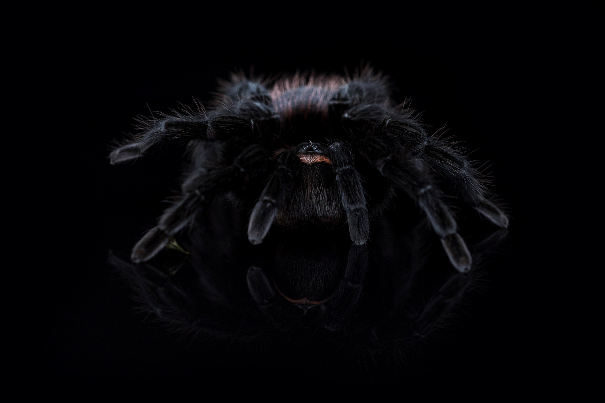 Портретная съёмка питомцев. Фотограф Владимир Зиновьев