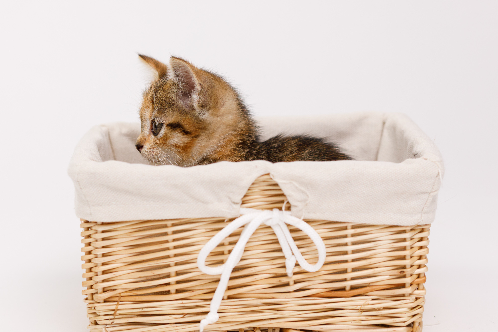 Портретная съёмка питомцев. Фотограф Владимир Зиновьев