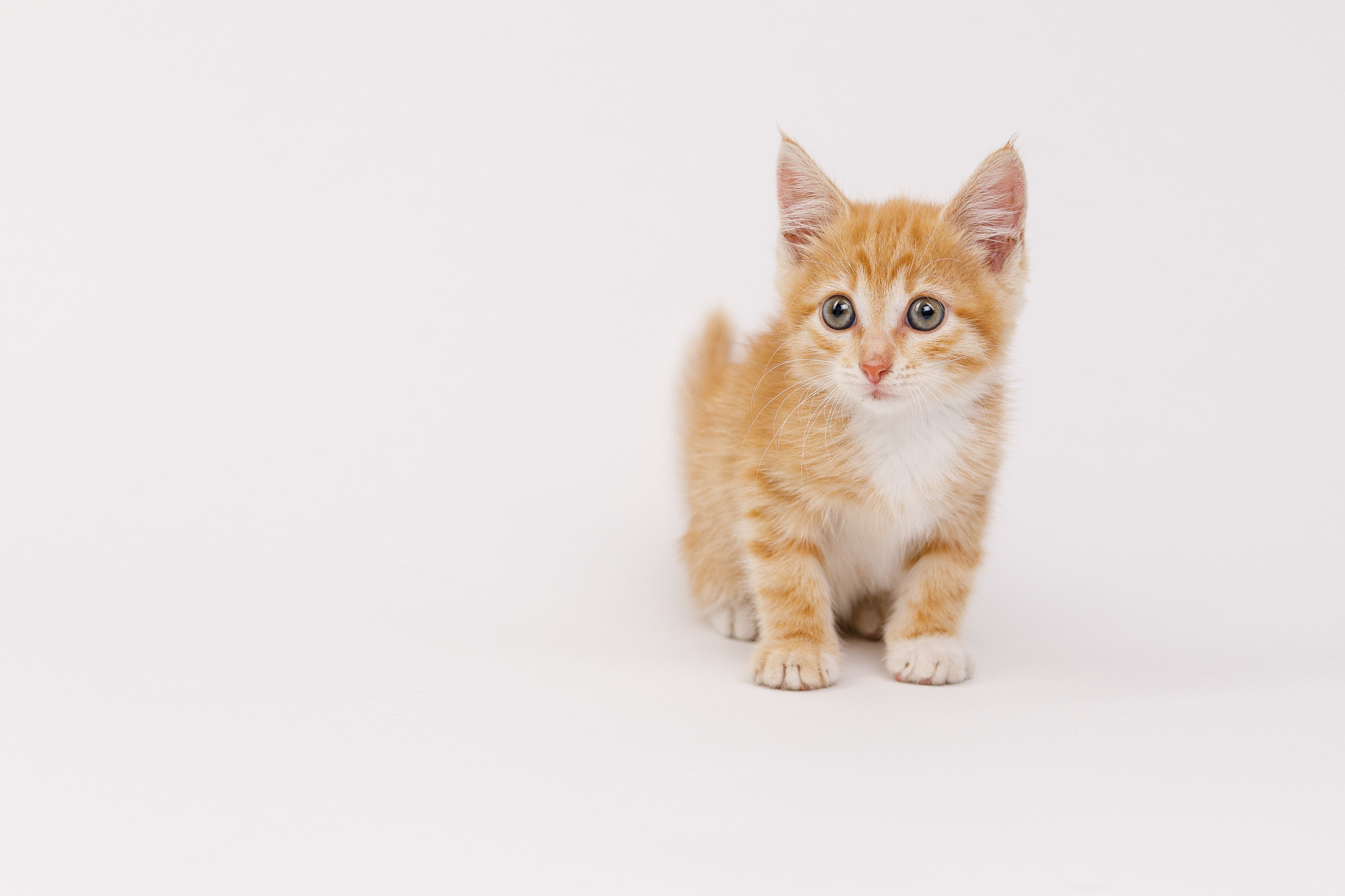 Портретная съёмка питомцев. Фотограф Владимир Зиновьев