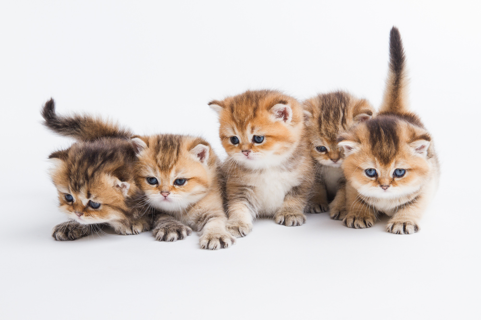 Портретная съёмка питомцев. Фотограф Владимир Зиновьев