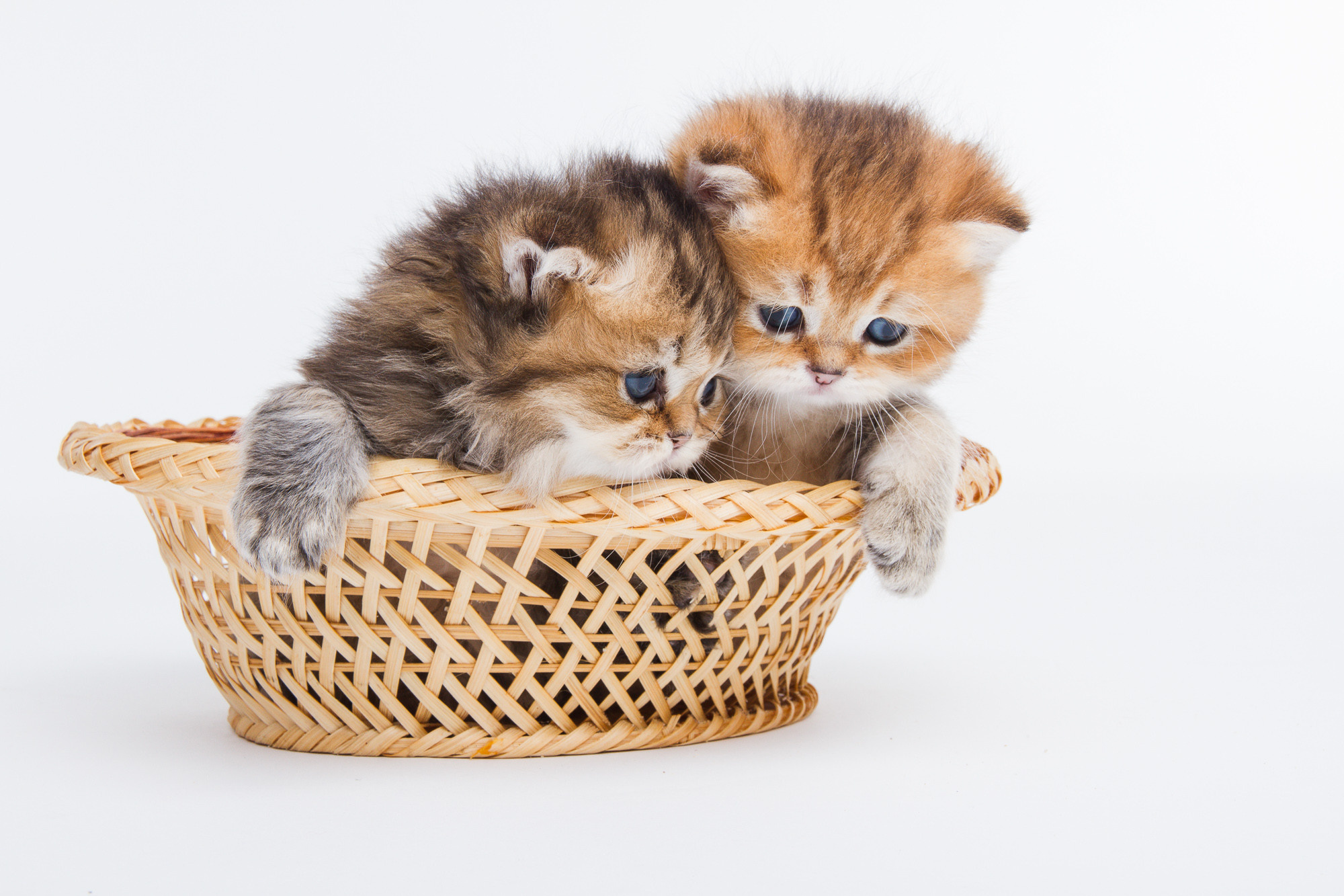 Портретная съёмка питомцев. Фотограф Владимир Зиновьев