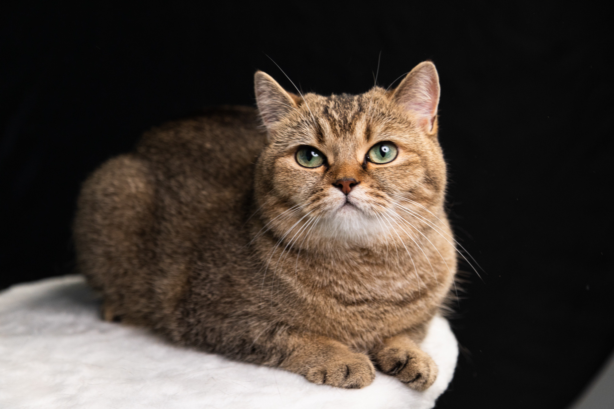 Фотограф Владимир Зиновьев