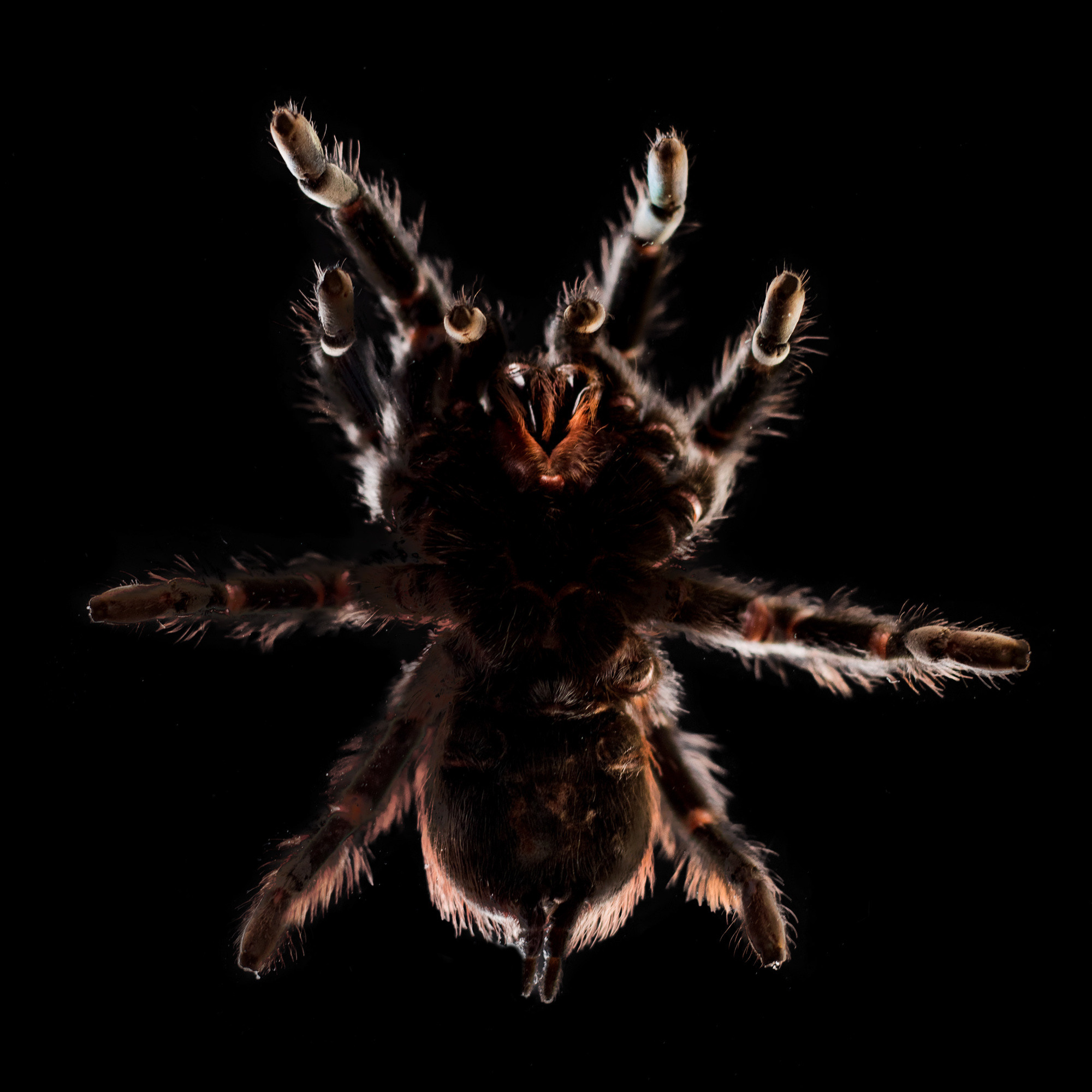 Портретная съёмка питомцев. Фотограф Владимир Зиновьев