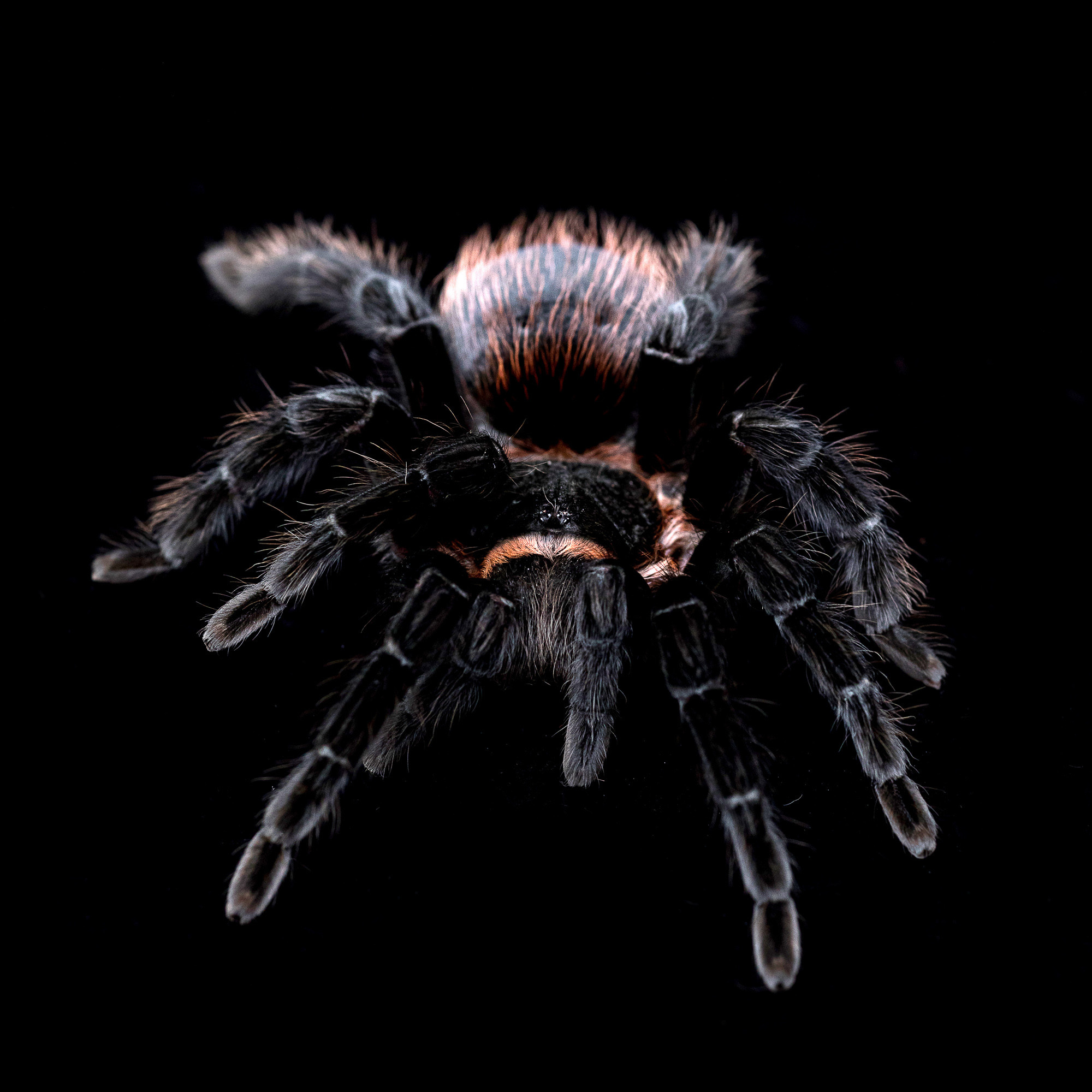 Портретная съёмка питомцев. Фотограф Владимир Зиновьев