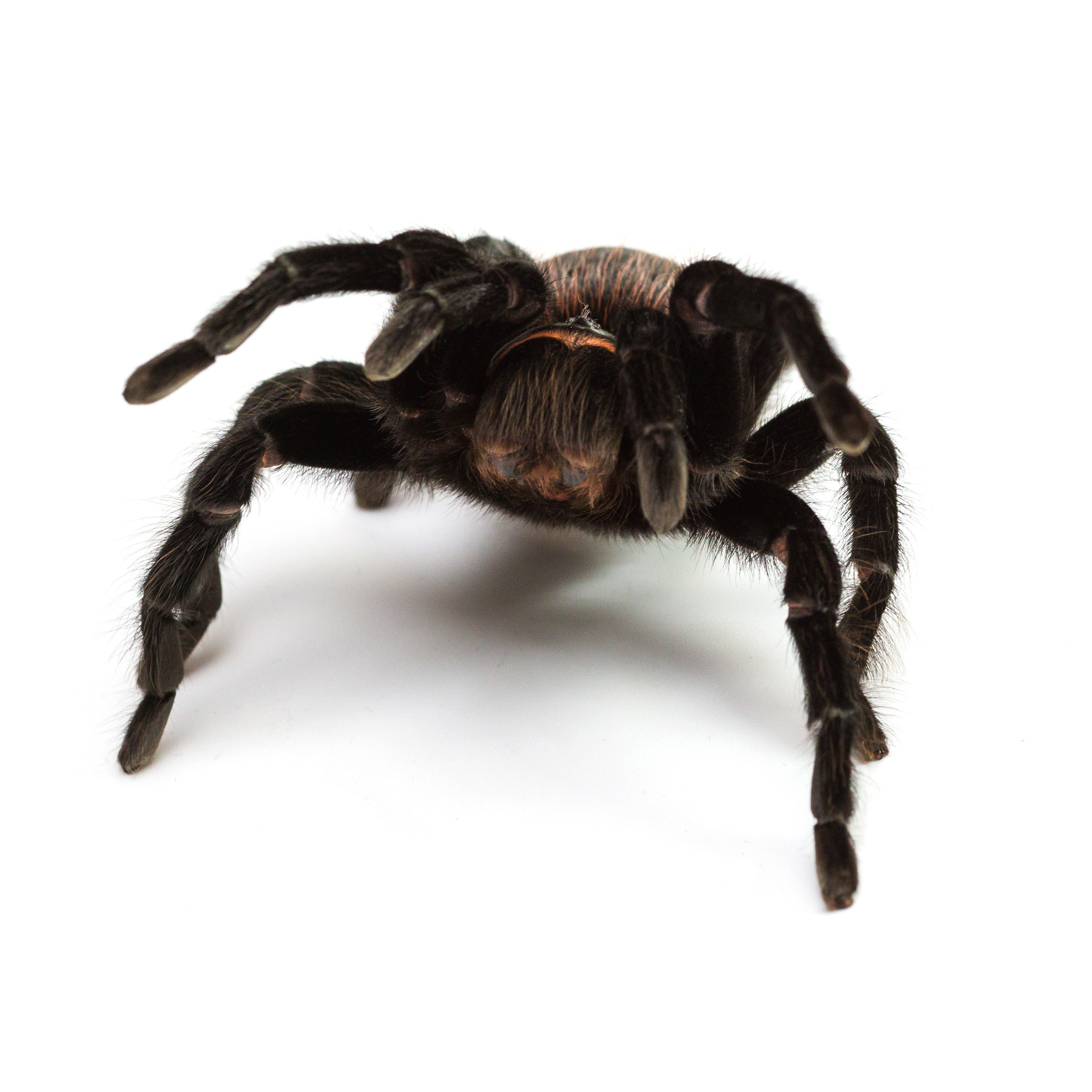 Портретная съёмка питомцев. Фотограф Владимир Зиновьев