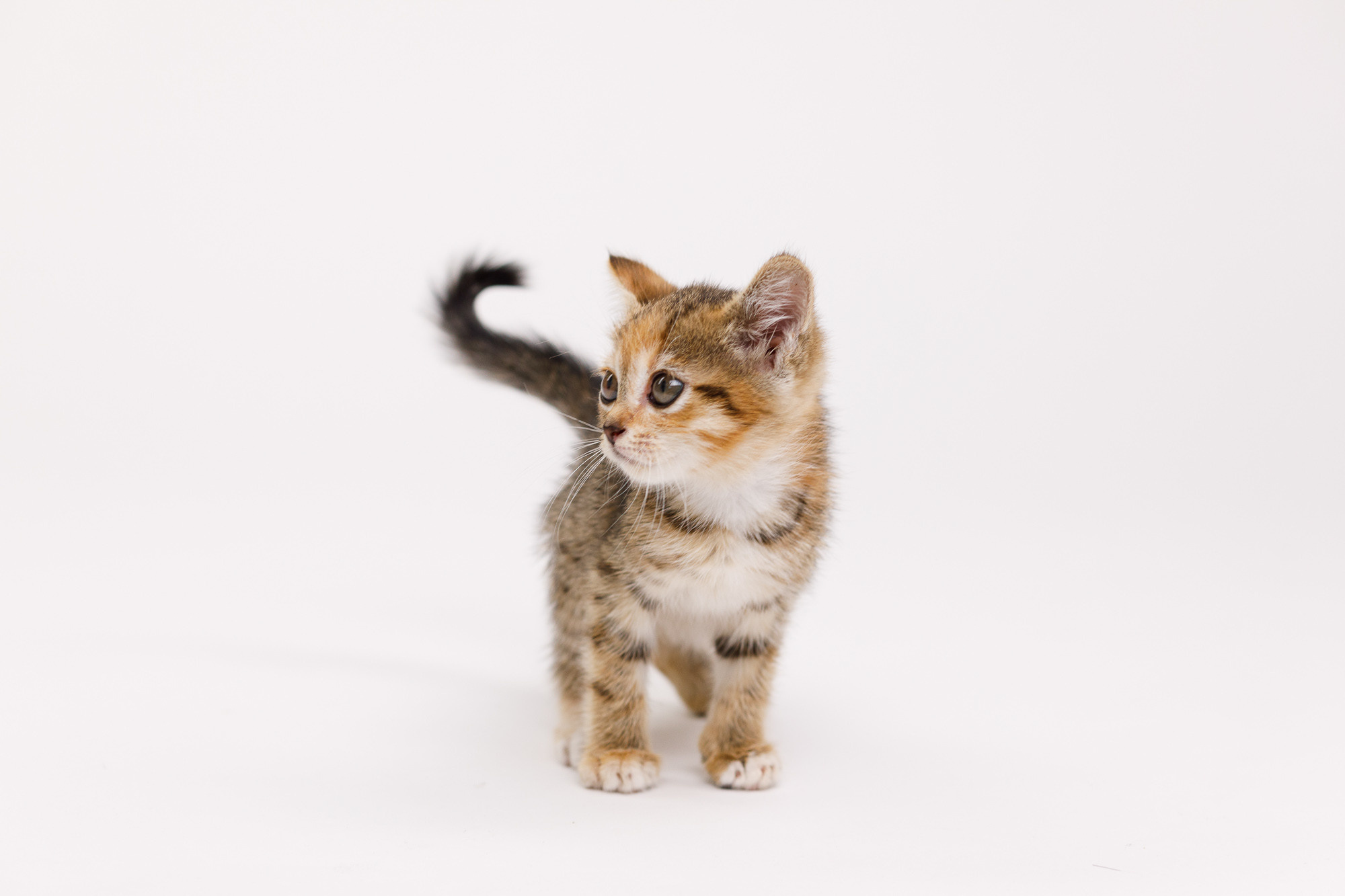 Портретная съёмка питомцев. Фотограф Владимир Зиновьев