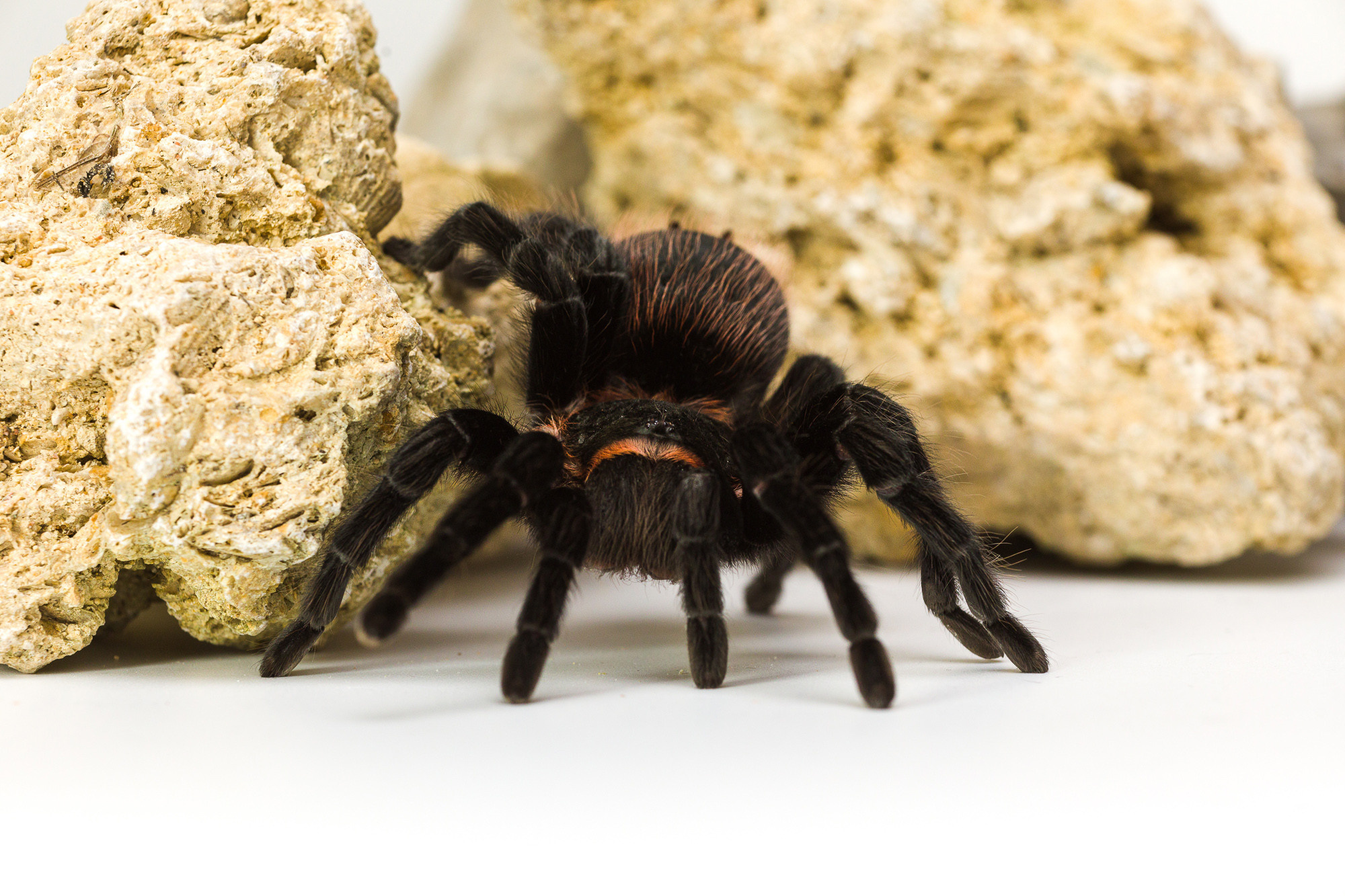 Портретная съёмка питомцев. Фотограф Владимир Зиновьев