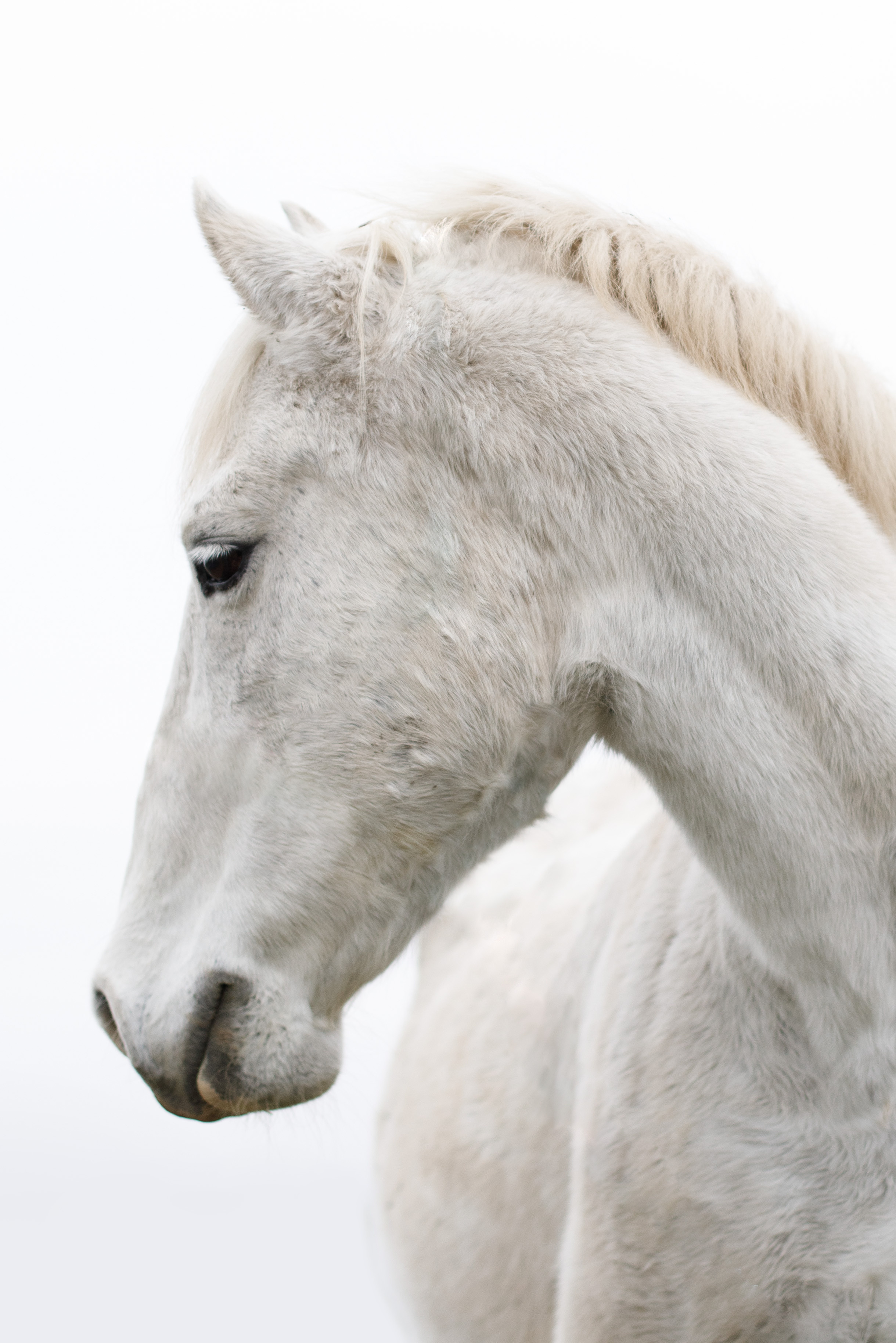 Алёна и Беркут. Фотограф Владимир Зиновьев