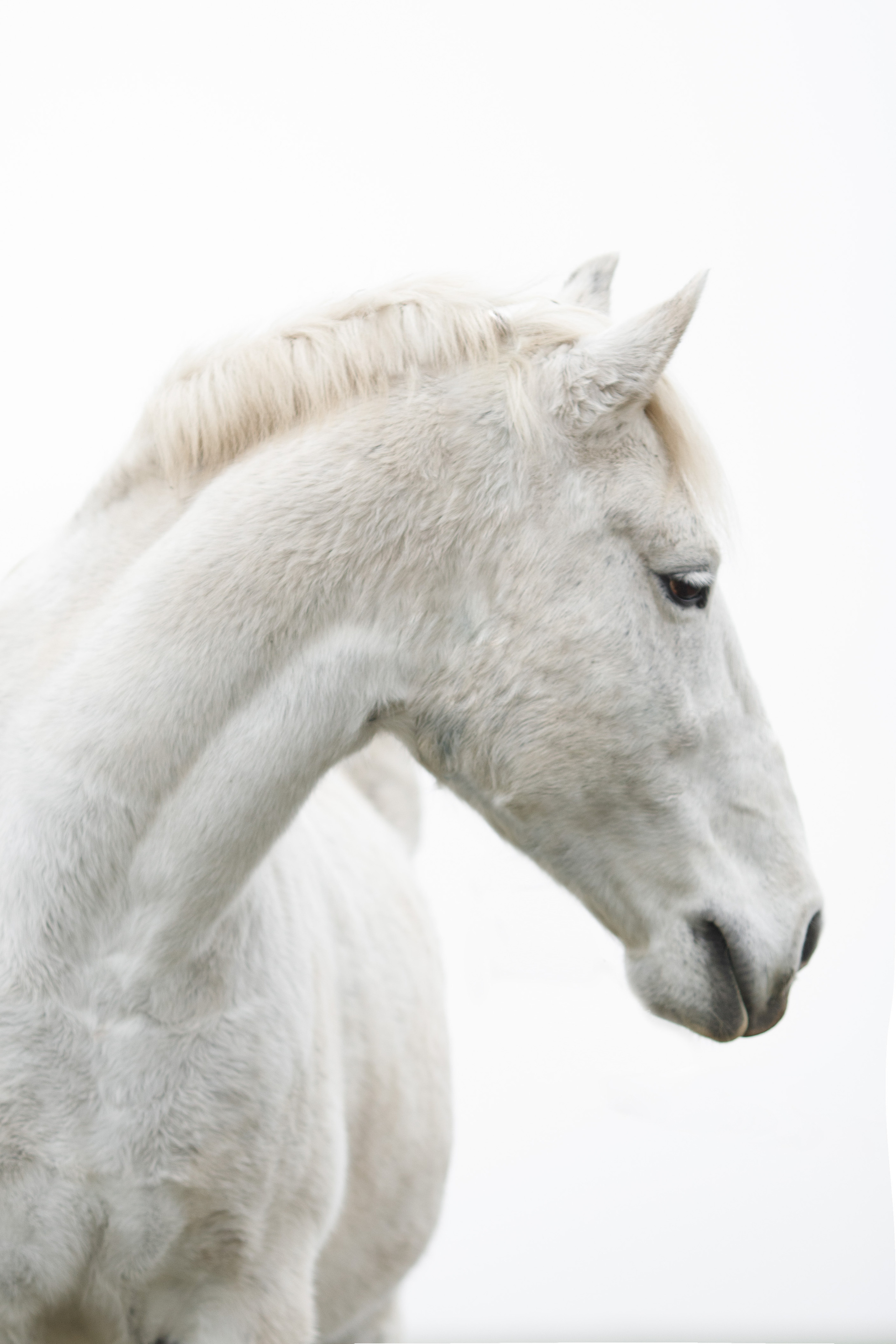 Алёна и Беркут. Фотограф Владимир Зиновьев