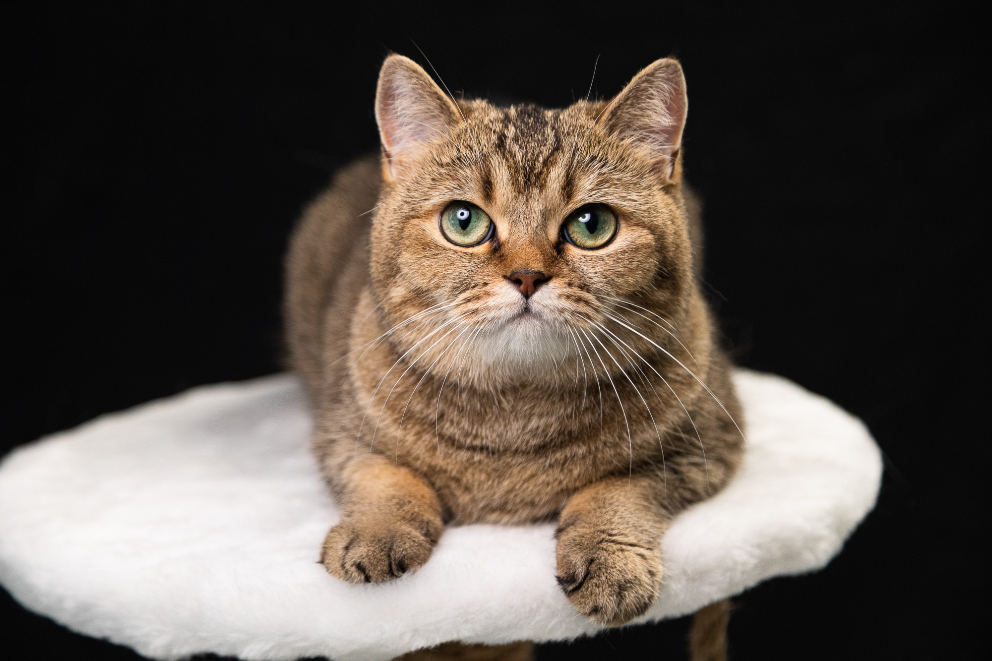 Портретная съёмка питомцев. Фотограф Владимир Зиновьев