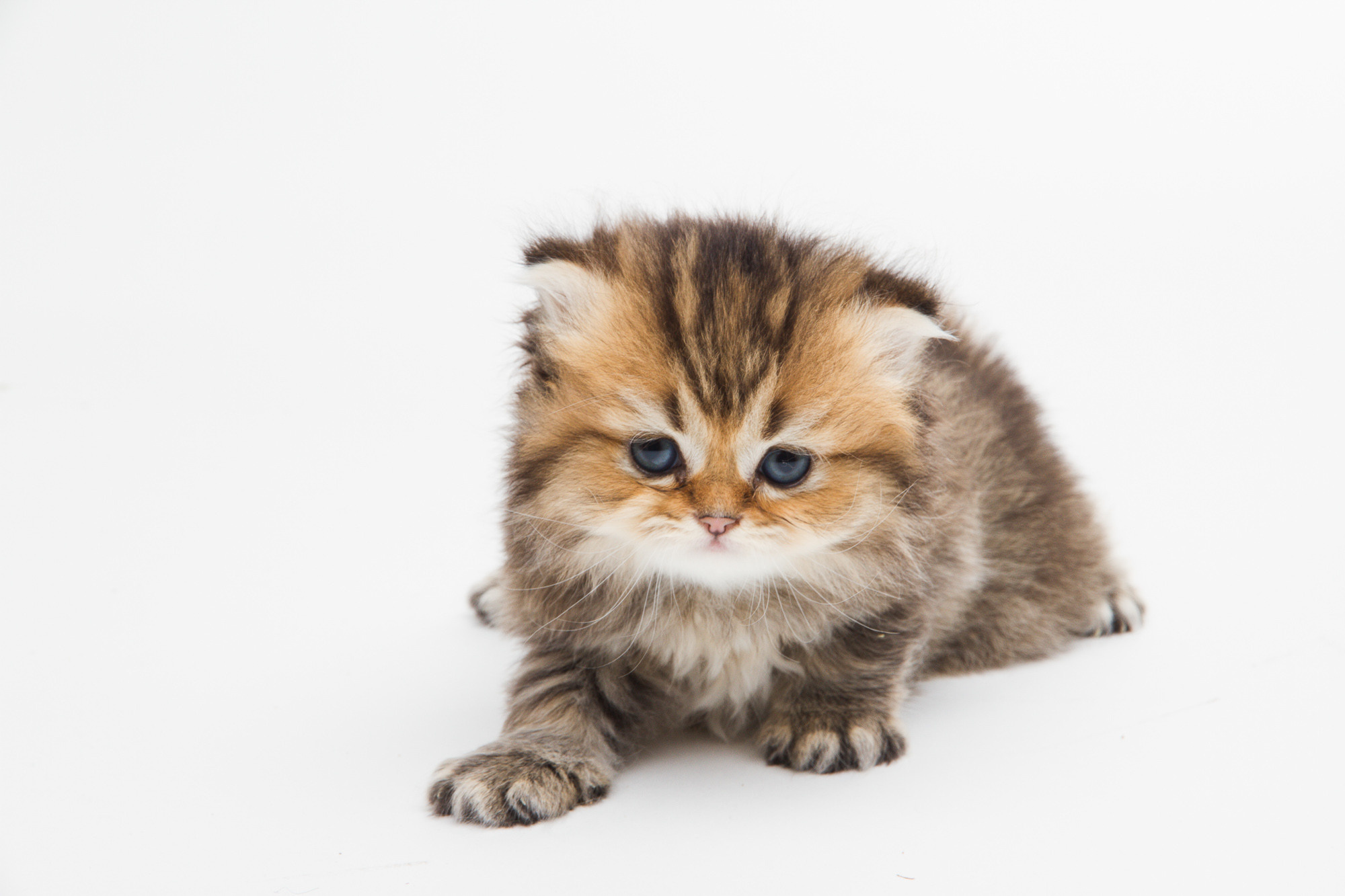 Портретная съёмка питомцев. Фотограф Владимир Зиновьев