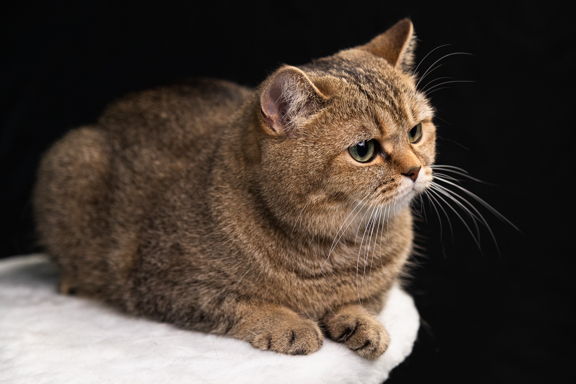 Портретная съёмка питомцев. Фотограф Владимир Зиновьев