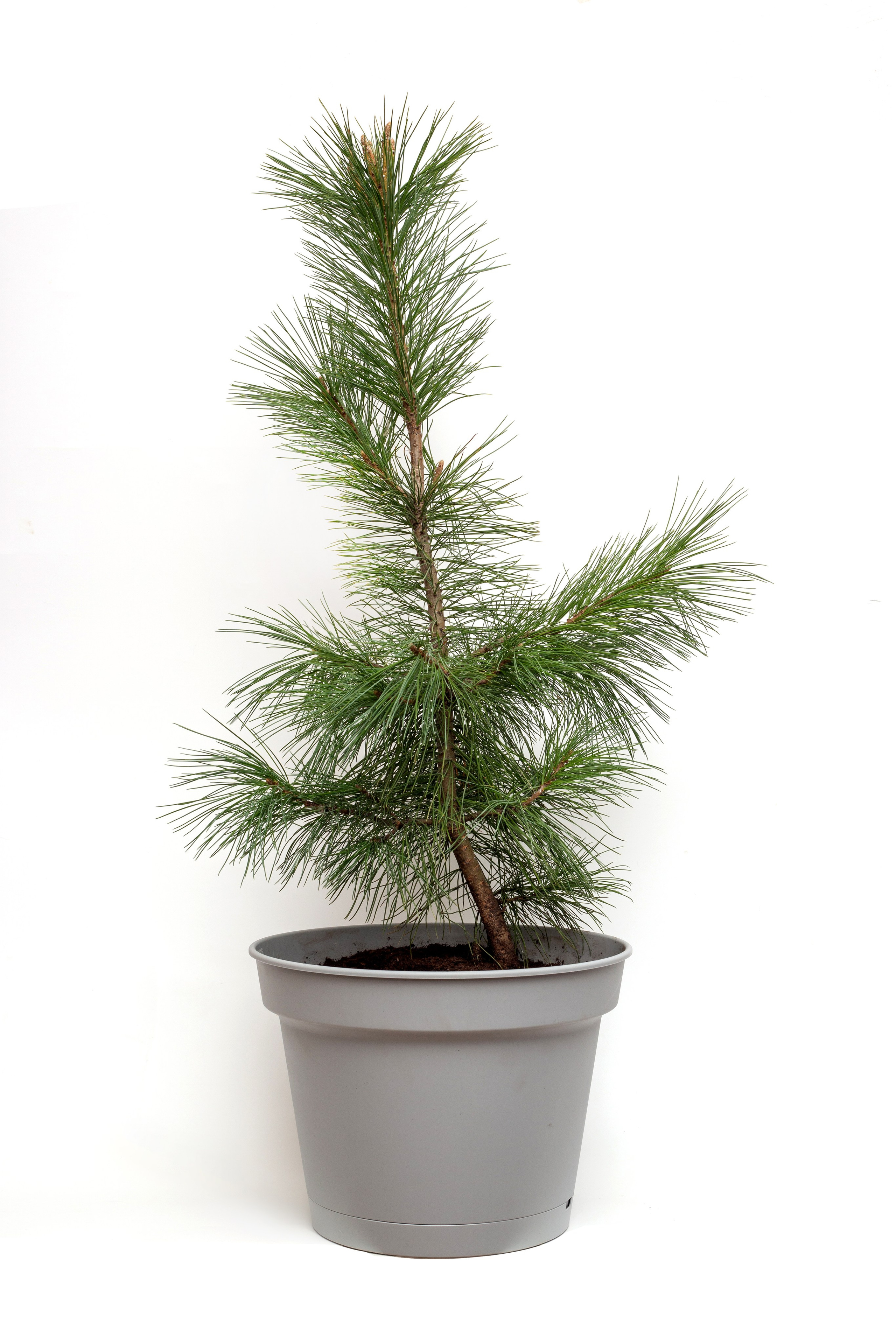 Кедры. Фотограф для различных событий, проектов, маркетплейсов, сайтов и мероприятий в Екатеринбурге