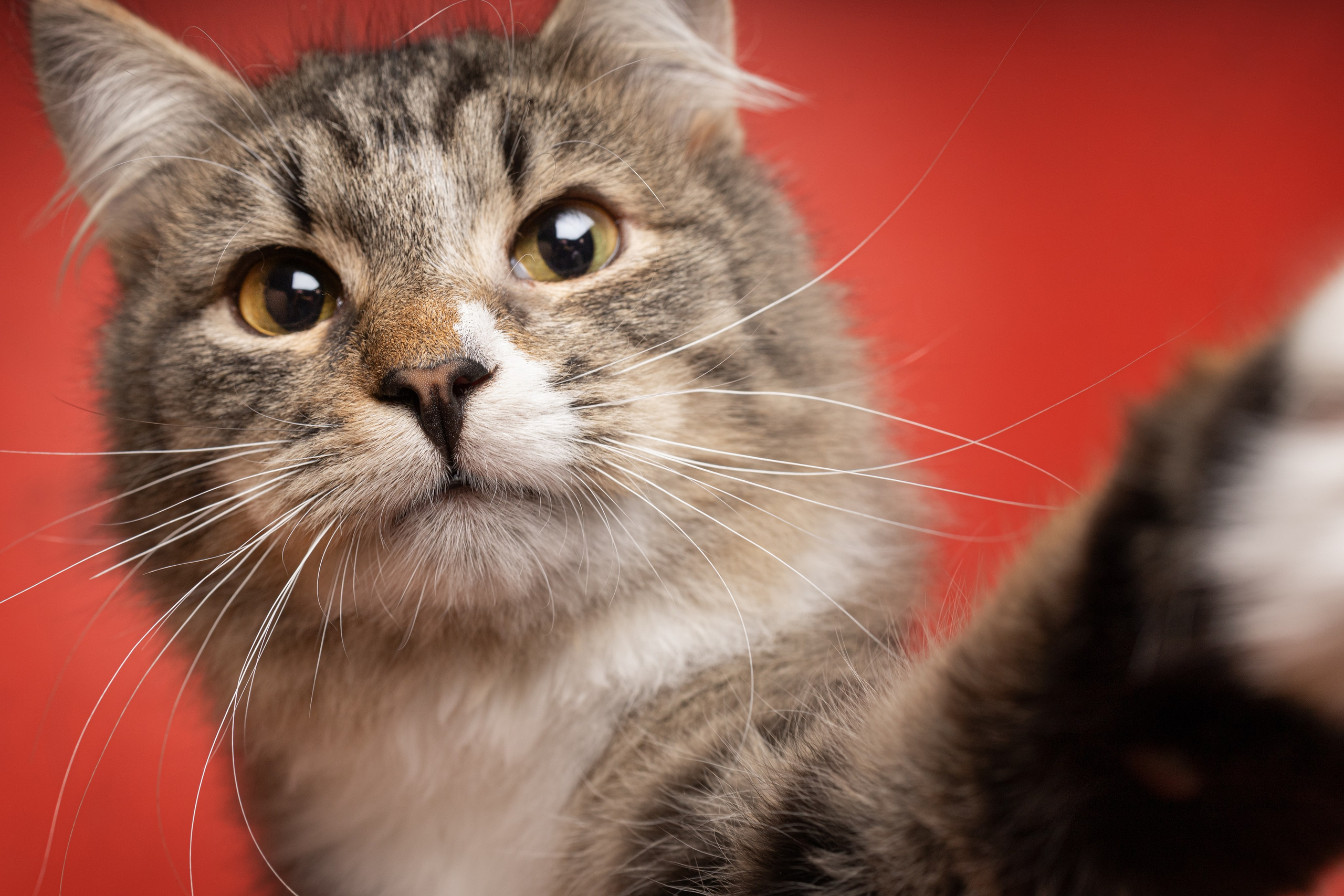 Коты. Фотограф Демид Никитин. г. Дубна, Москва