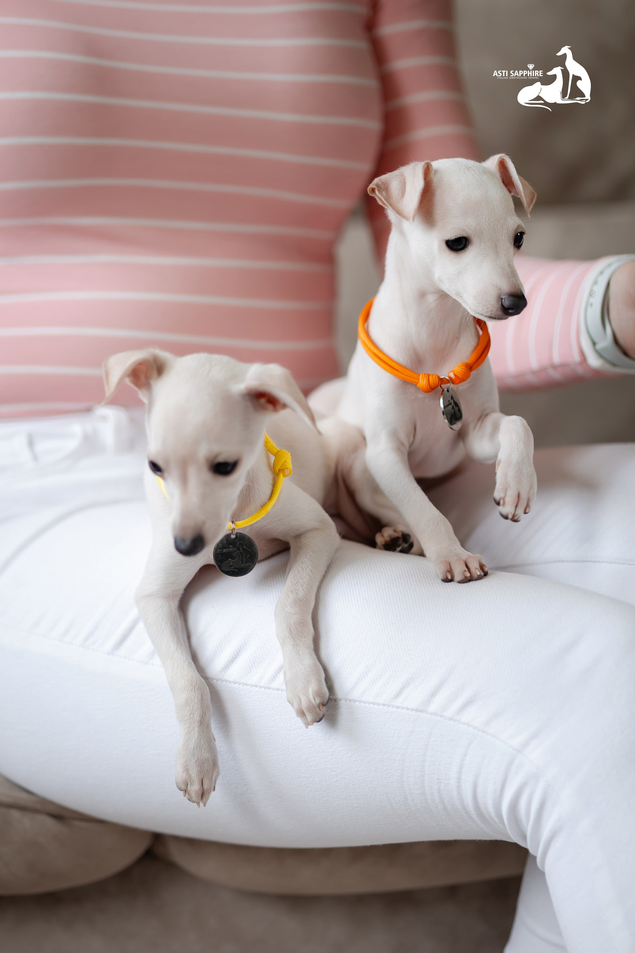 Белоснежные. Professional Italian Greyhound Kennel RKF/FCI ASTI SAPPHIRE 💎 Sochi|St. Petersburg