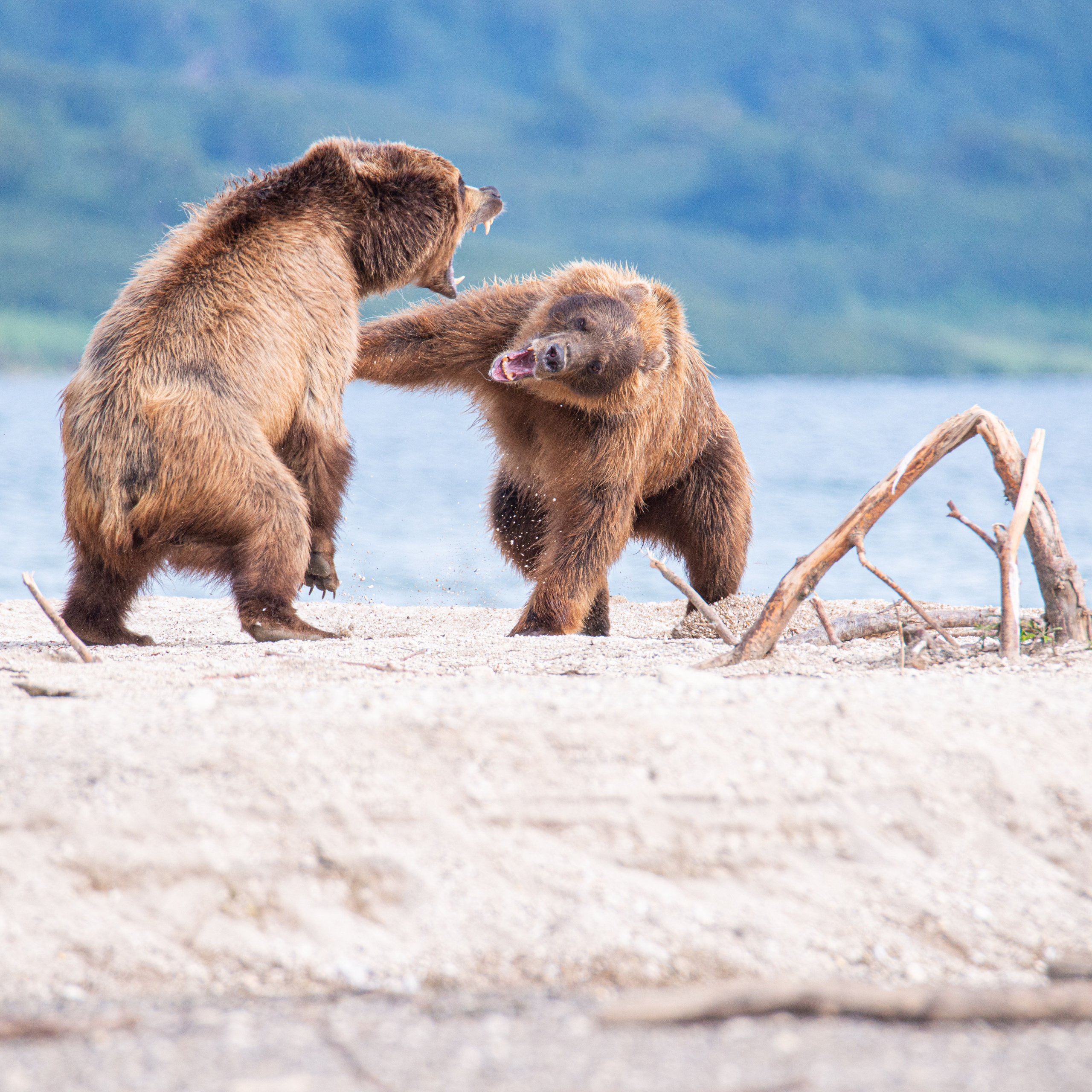 Камчатка — земля медведей. Игорь Иванко — Репортажный и событийный фотограф. Москва