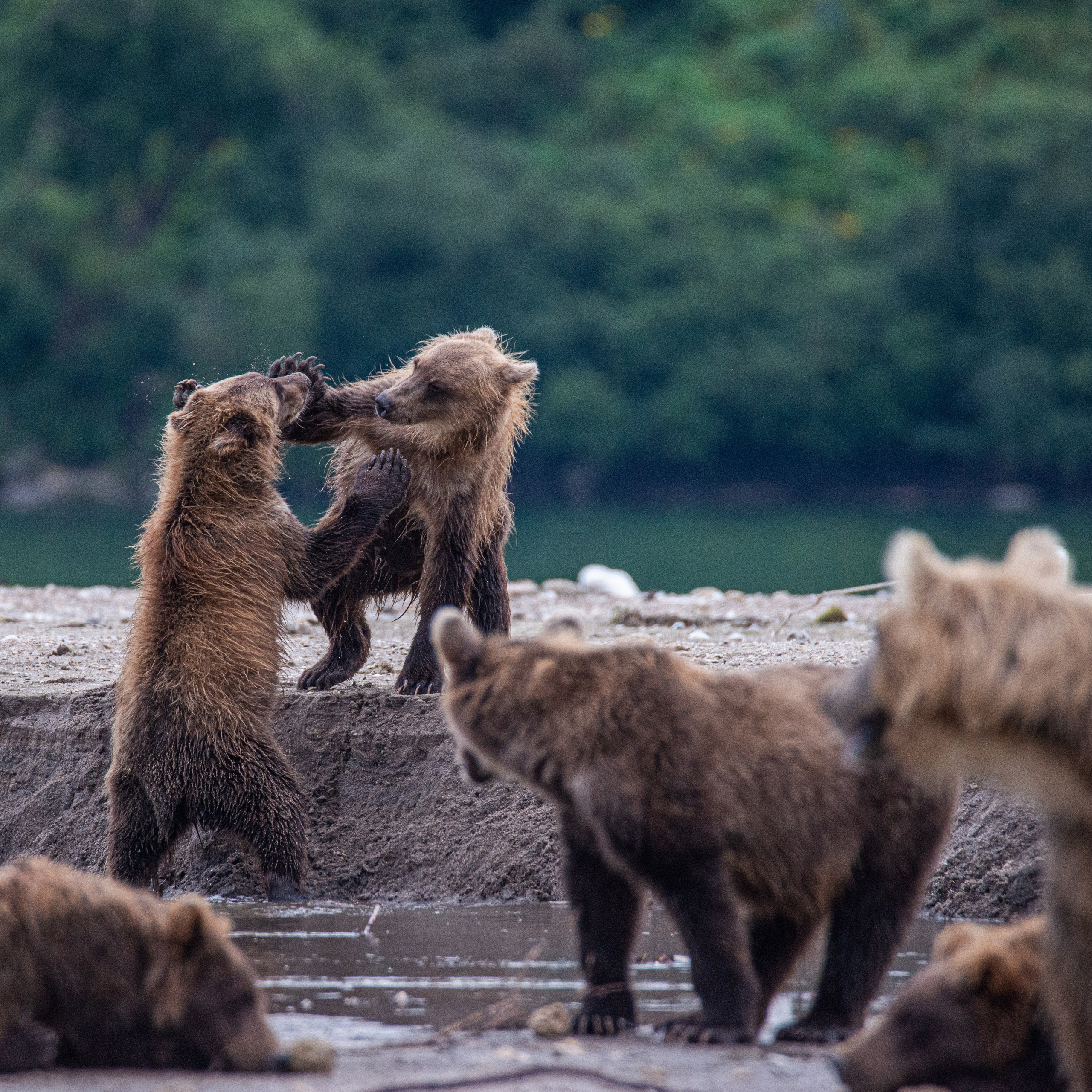 Камчатка — земля медведей. Игорь Иванко — Репортажный и событийный фотограф. Москва