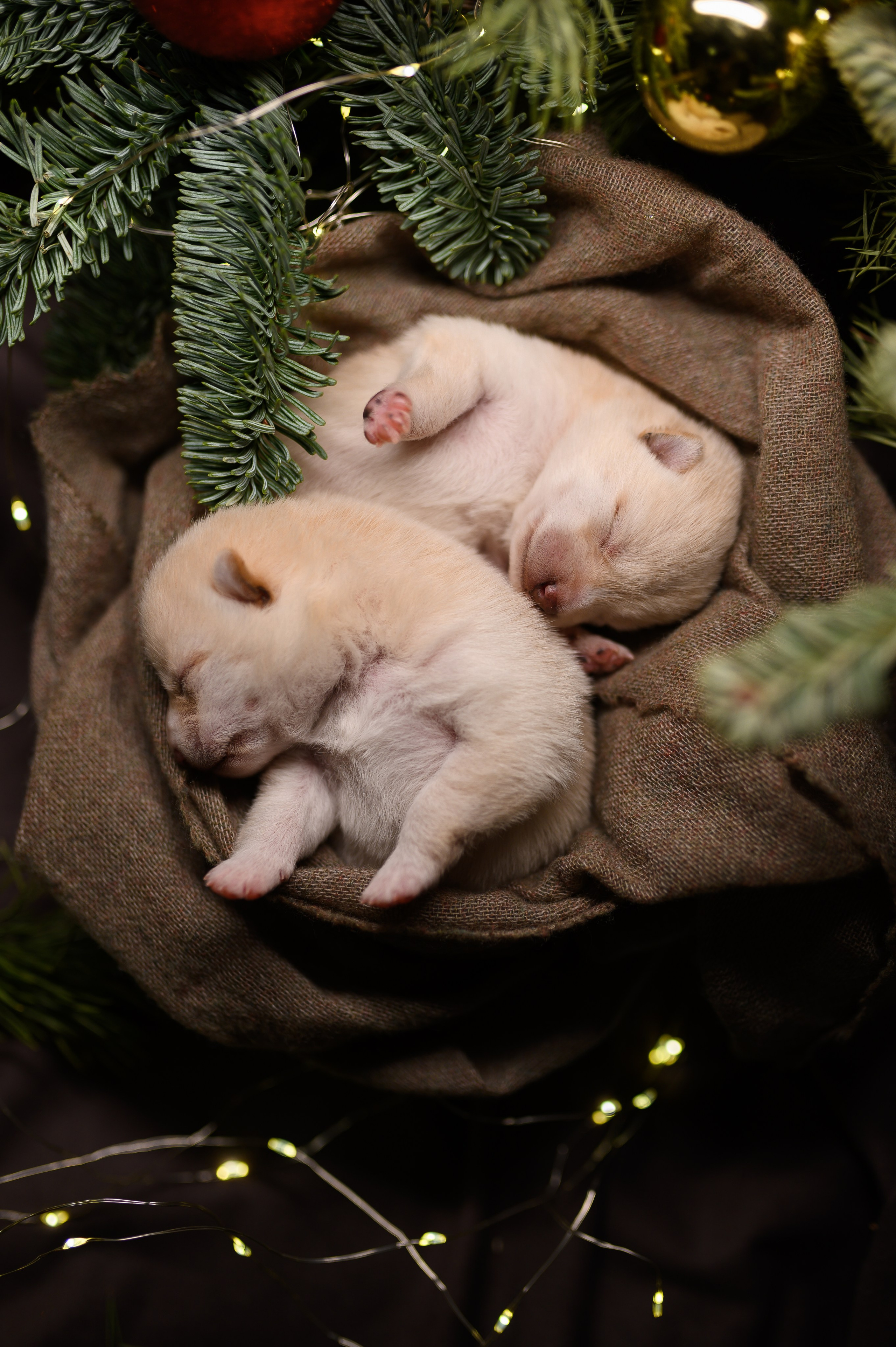 Мамесиба. Фотограф анималист в Москве Ольга Агушева