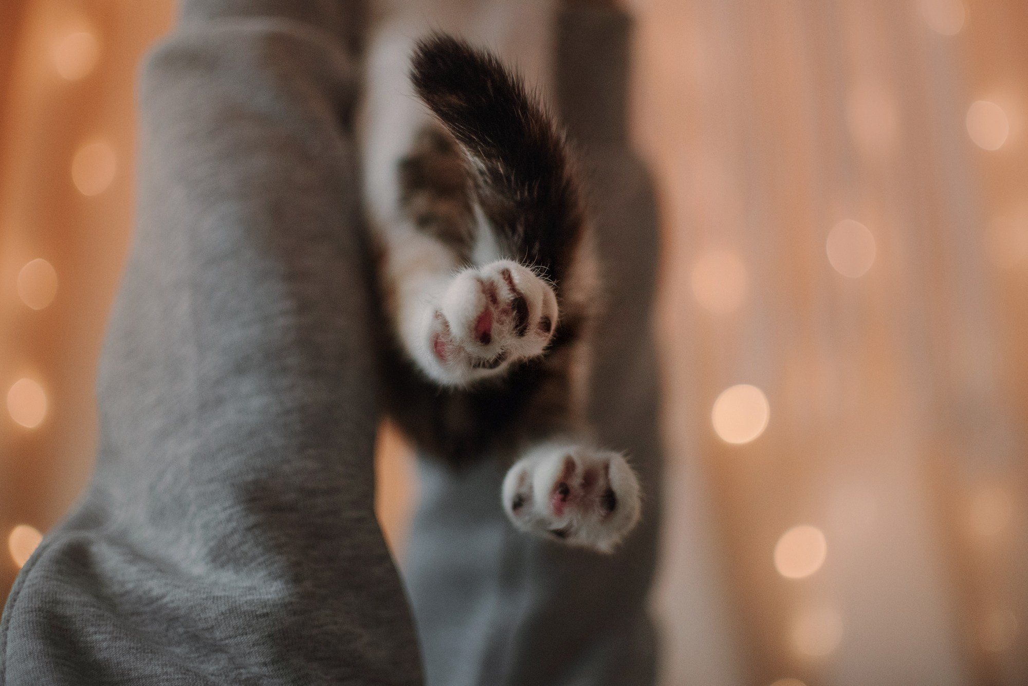 Cats: looking for a home and adopted. Photos of you and your pet