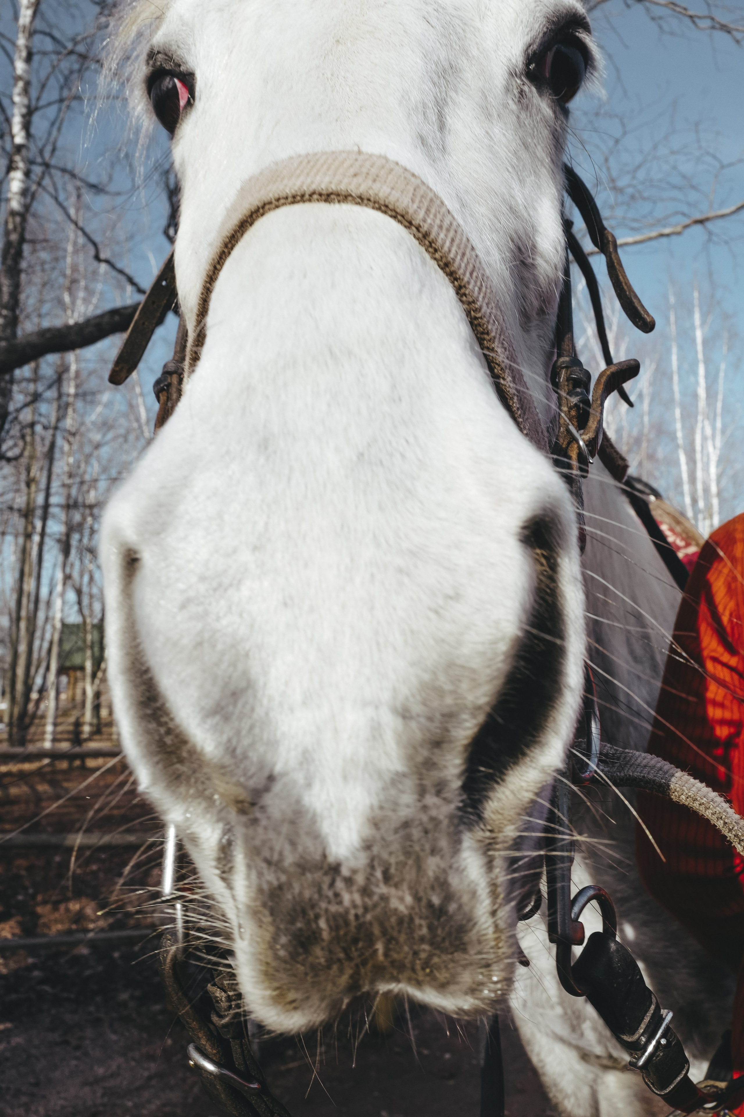 Vitoslavici/Novgorod. <3