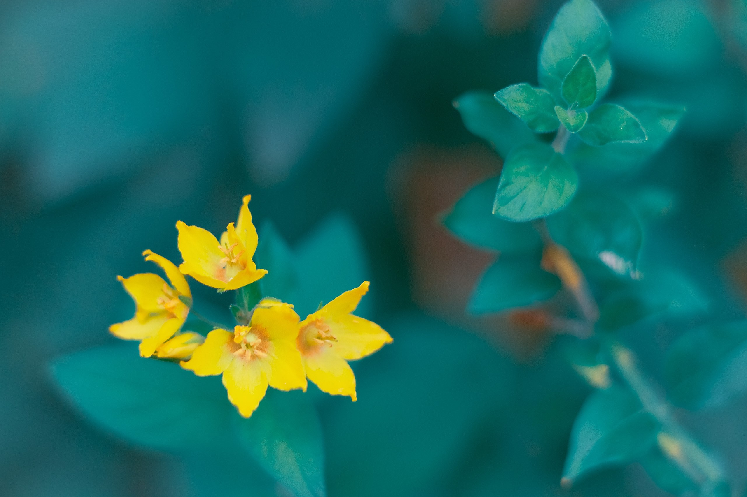 Великое в Малом. Аmat Victoria Сuram