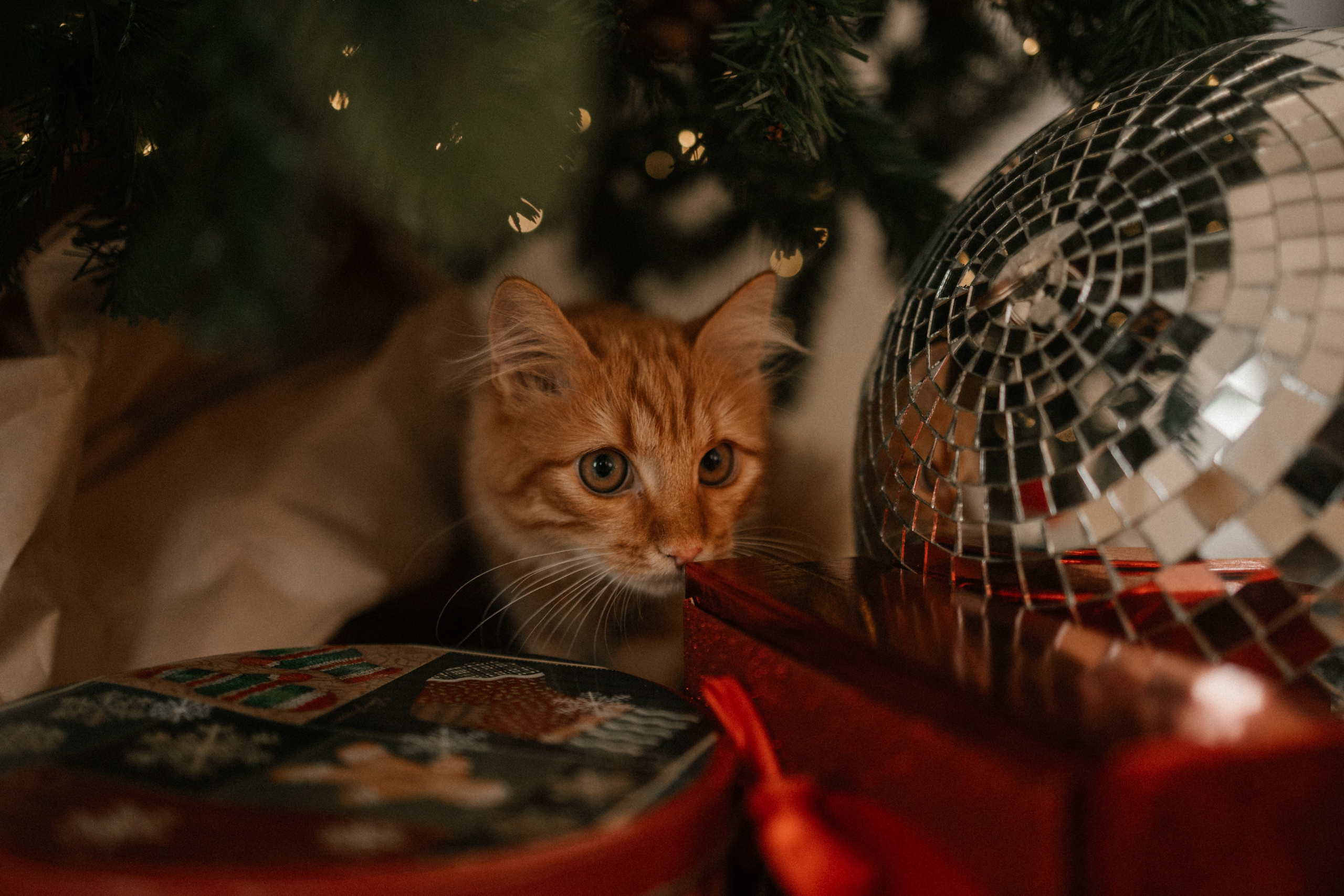 Камилла и ее девочки. Фотограф — Анималист | Санкт-Петербург