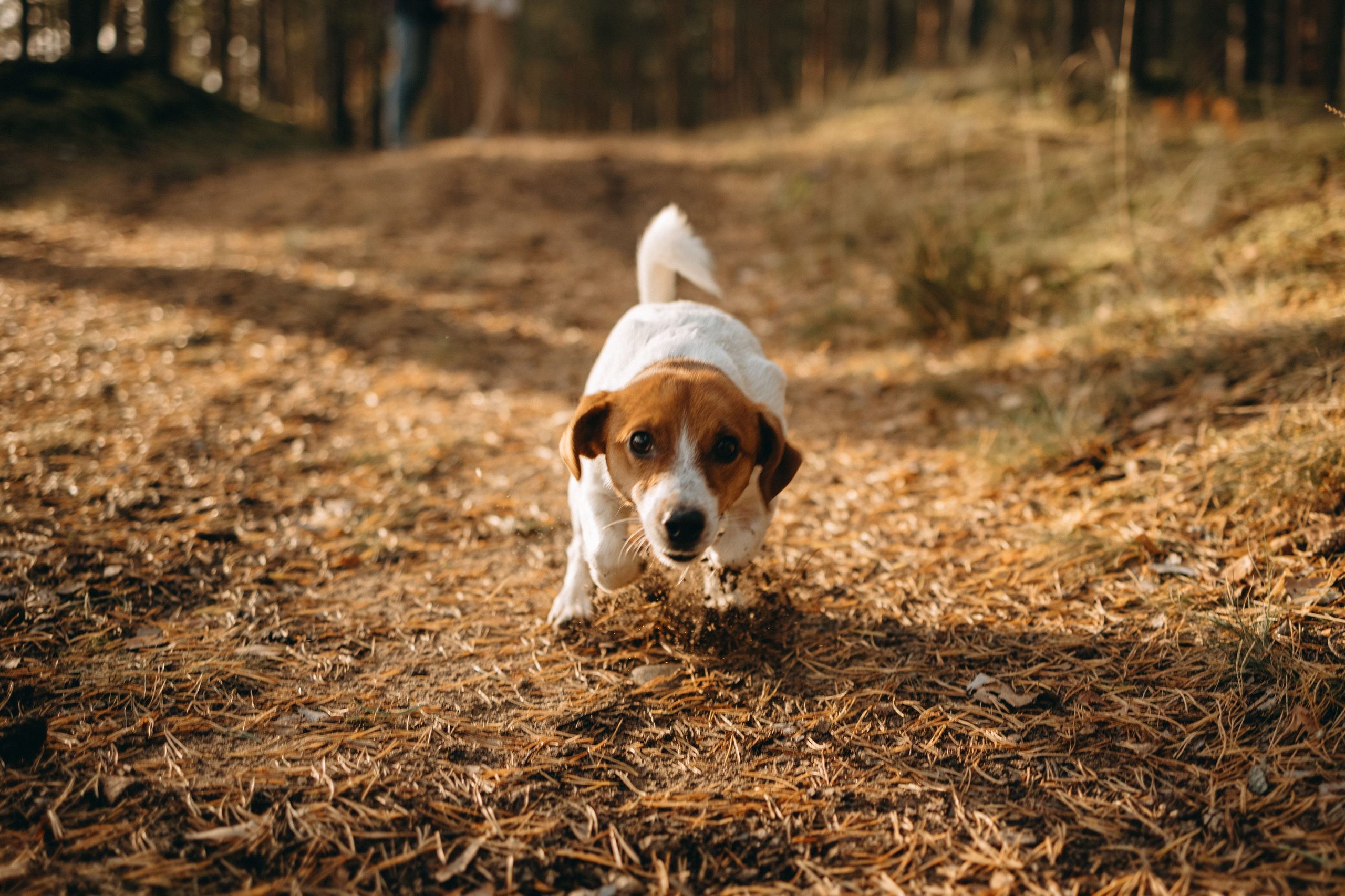 Лея и ее семья. Фотограф — Анималист | Санкт-Петербург