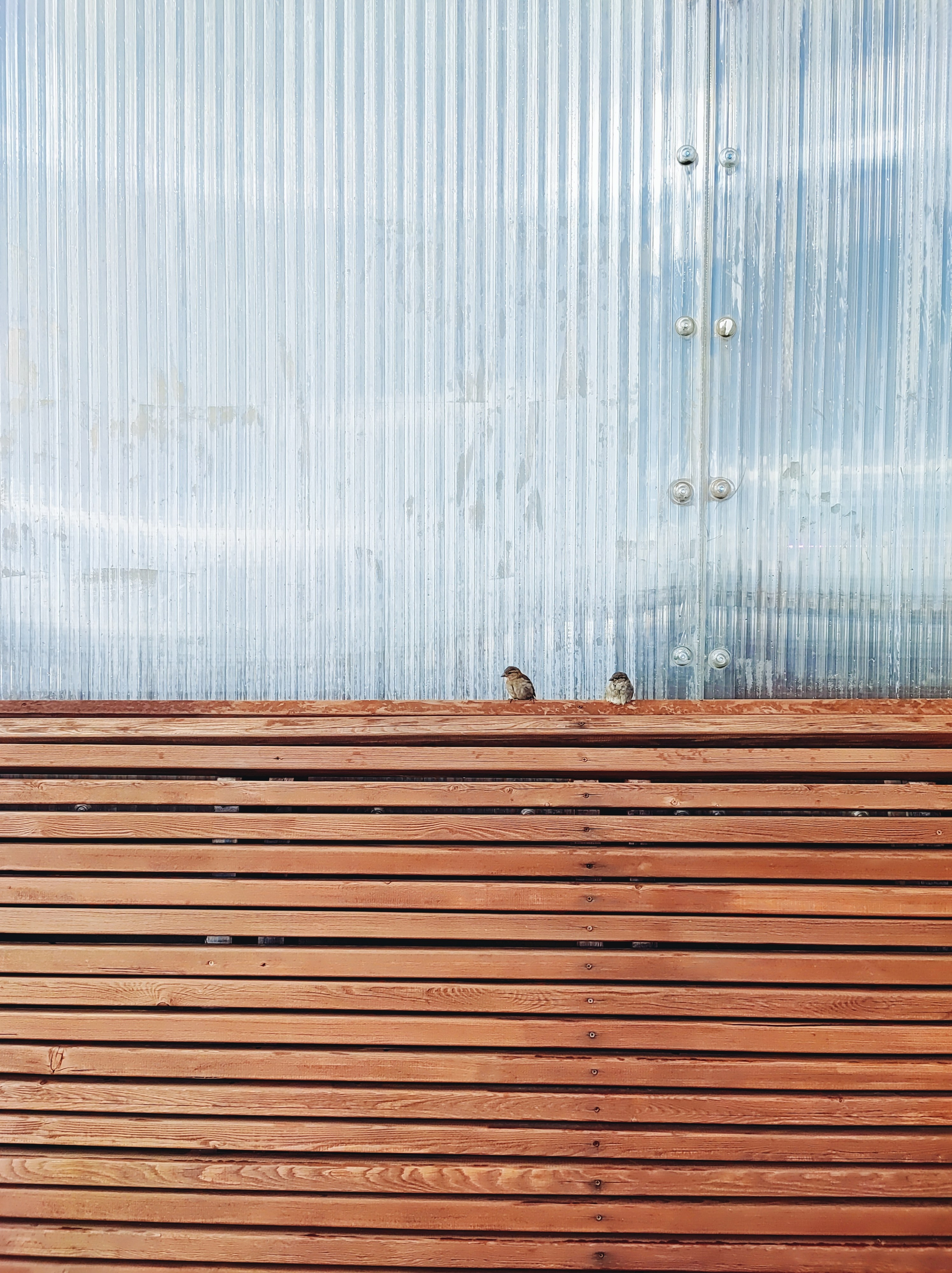 Намобилкус питерский. Репортажный фотограф Алексей Пирязев