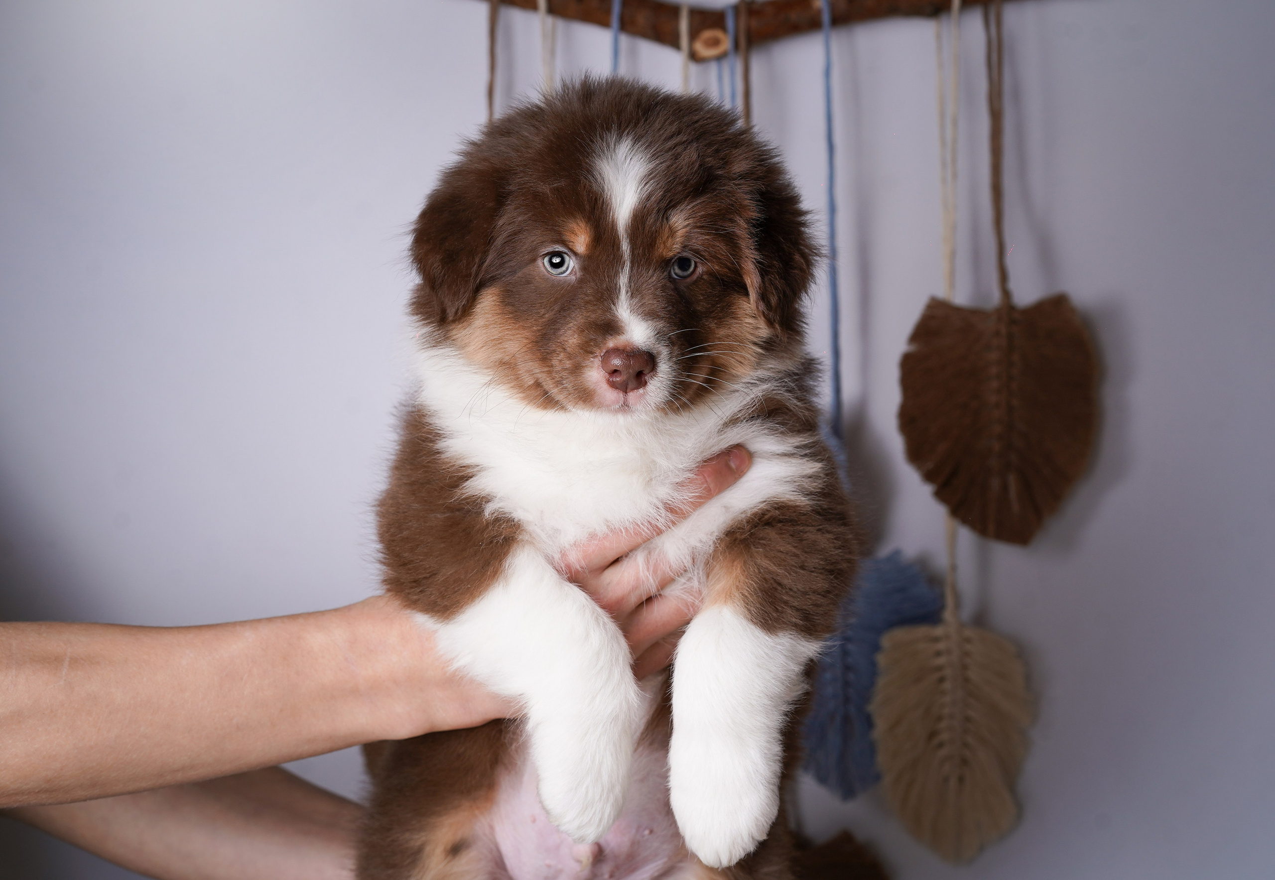 Щенки аусси. Фотограф-анималист в Санкт-Петербурге Яна Мартынова