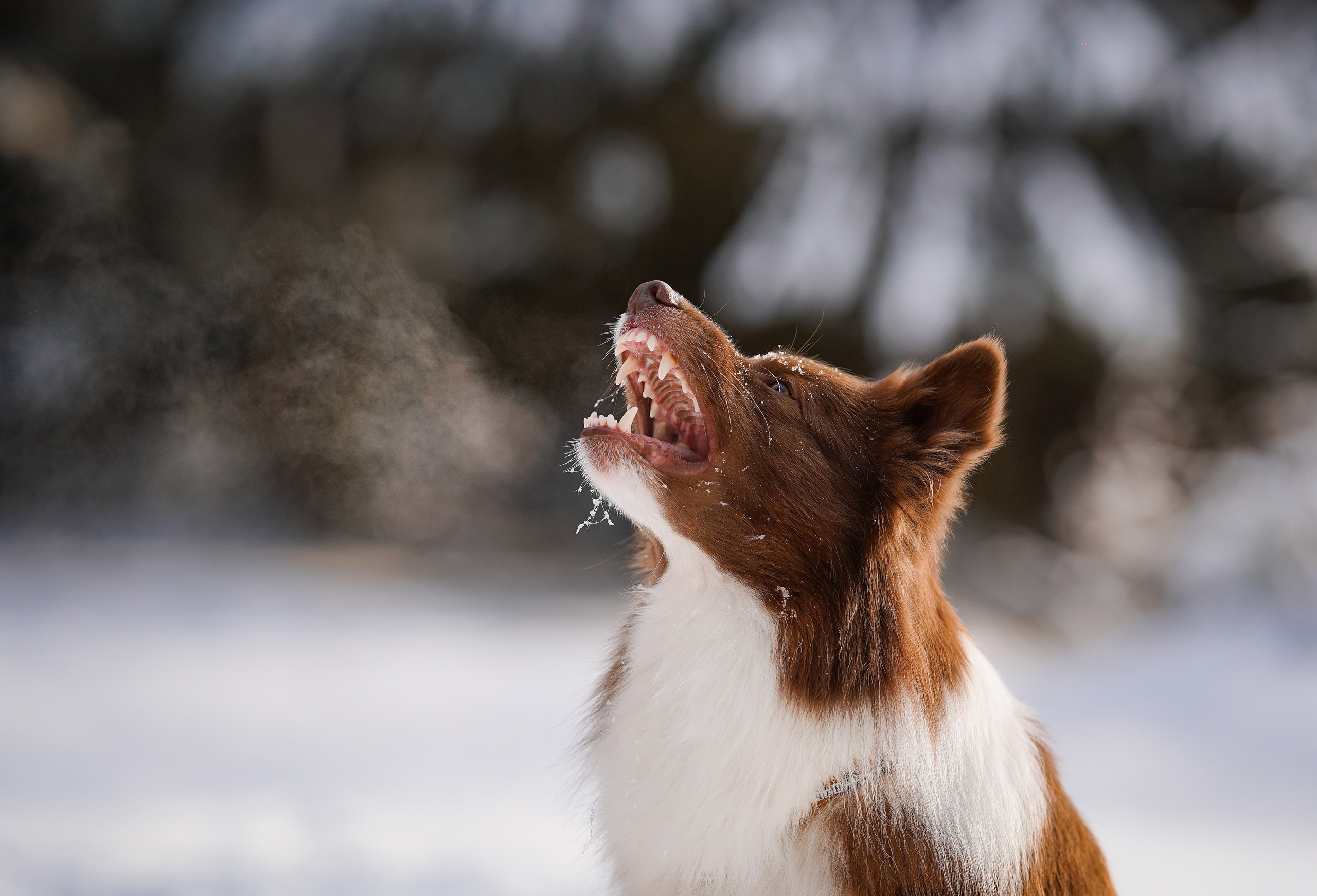Катя и Ская. Фотограф-анималист в Санкт-Петербурге Яна Мартынова
