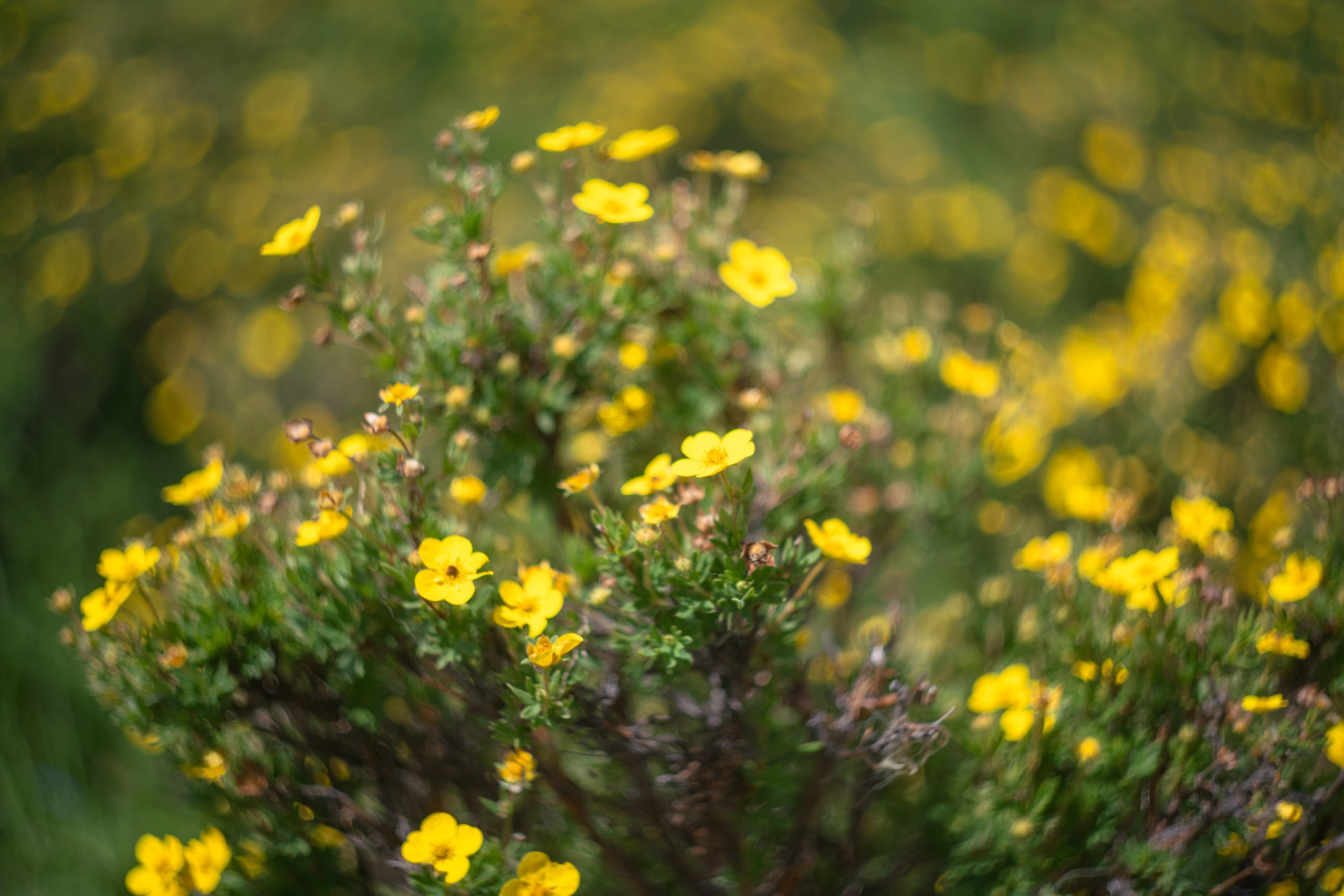 Тува. Фотограф в Красноярске Нерозя Александр. Пейзаж, природа, портрет