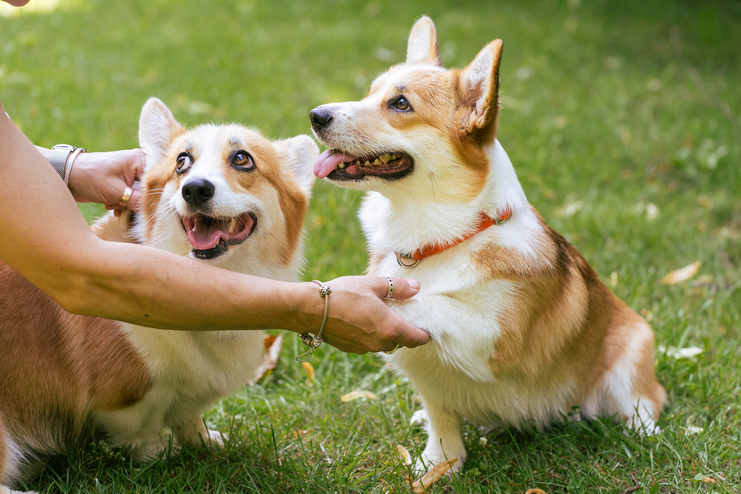 Ольга и коржики. Свадебный фотограф в Москве Анна Полушина