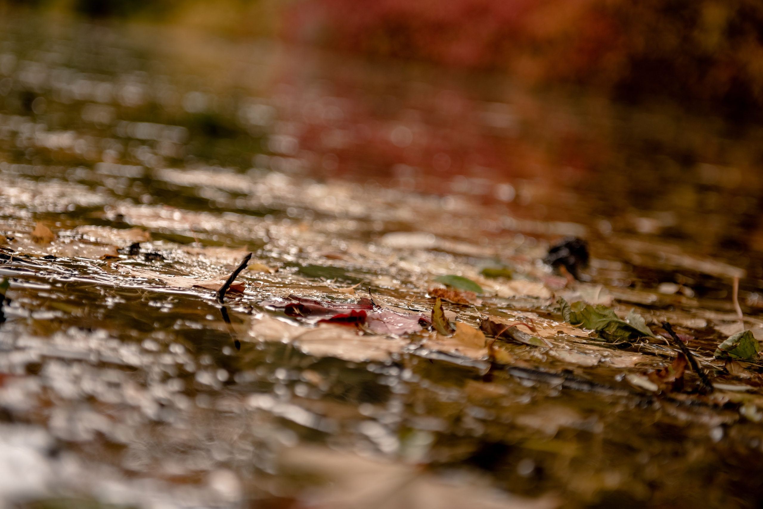 Елагин остров. Свадебный фотограф Тюмень / Санкт — Петербург Миронова Наталия