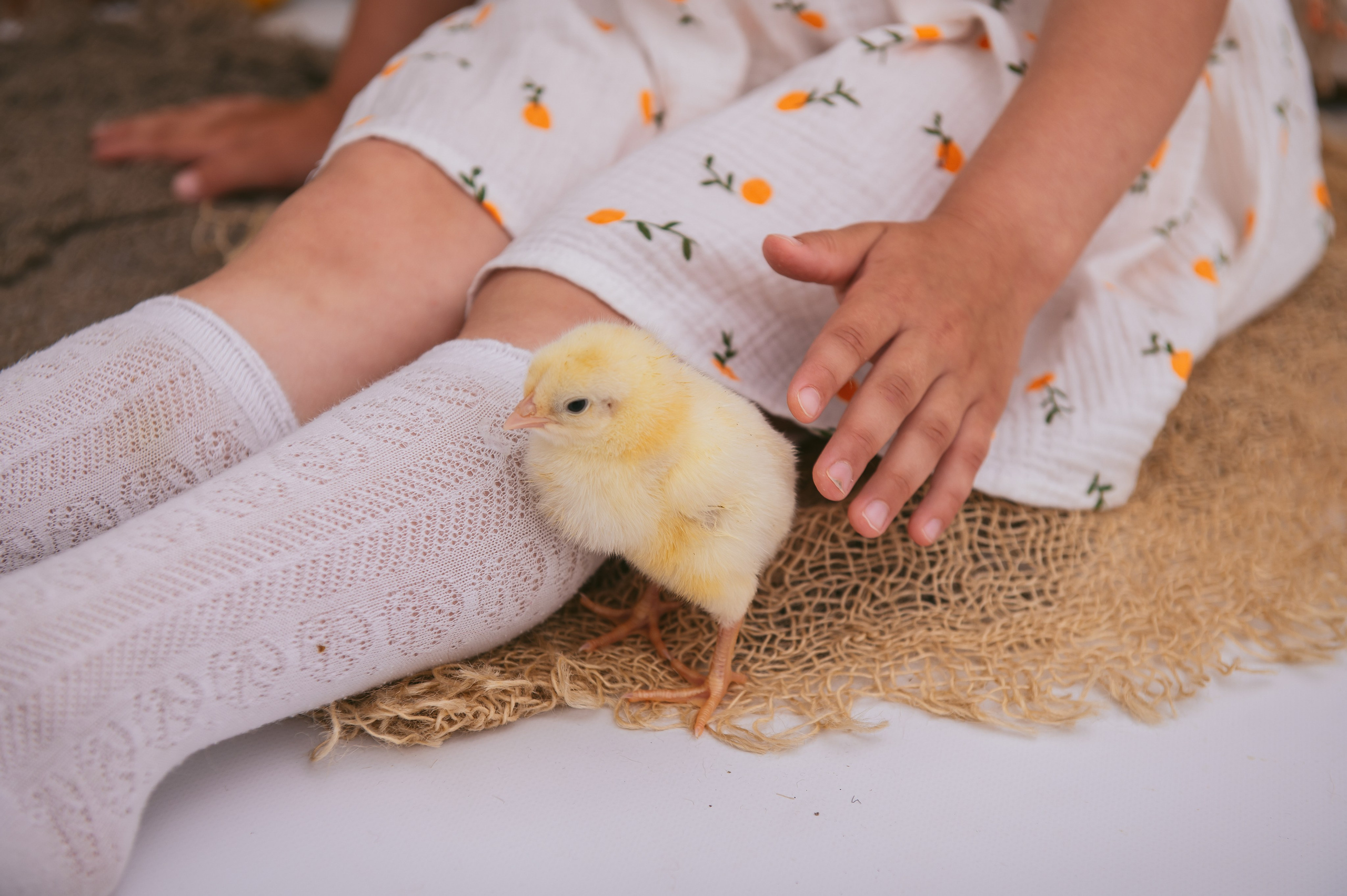 Цыплята. Детский фотограф Магадан