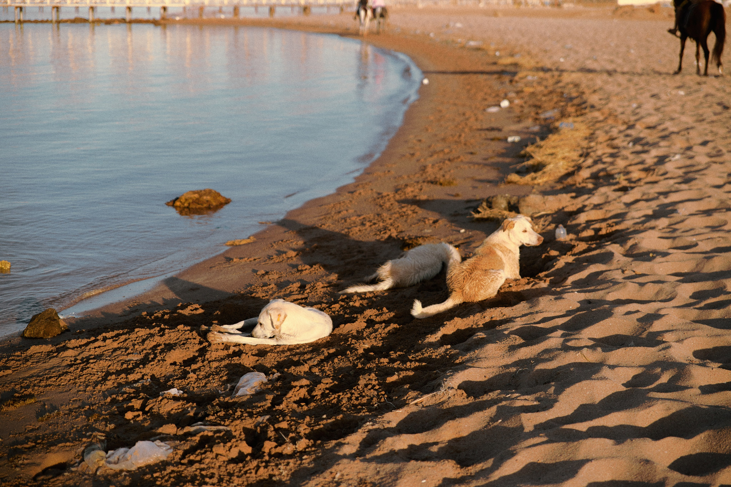 Улица горизонтальная. Jorgis — фотограф в Хургаде / обучение фотографии