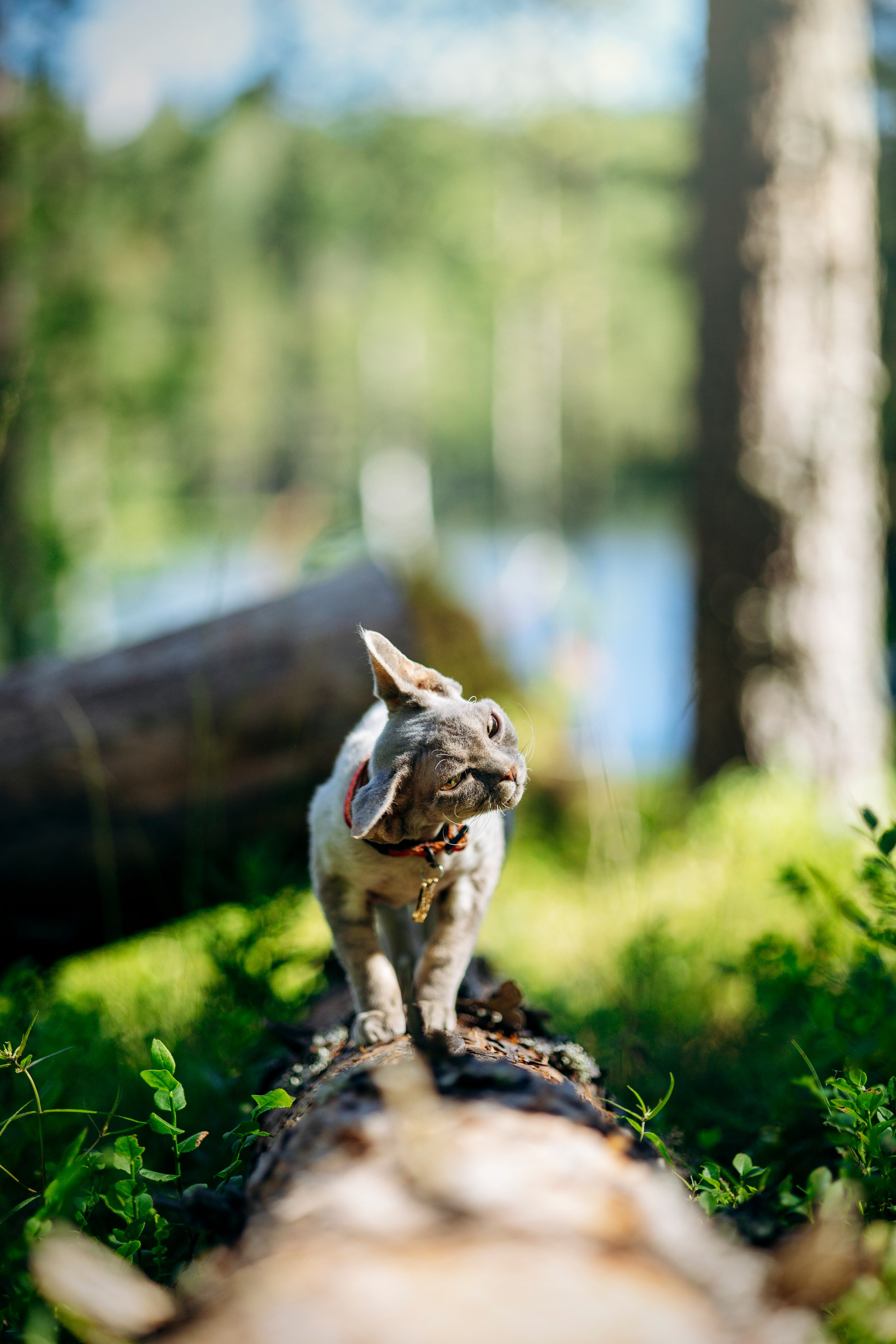 Котофеи и их семья. Фотограф — Анималист | Санкт-Петербург