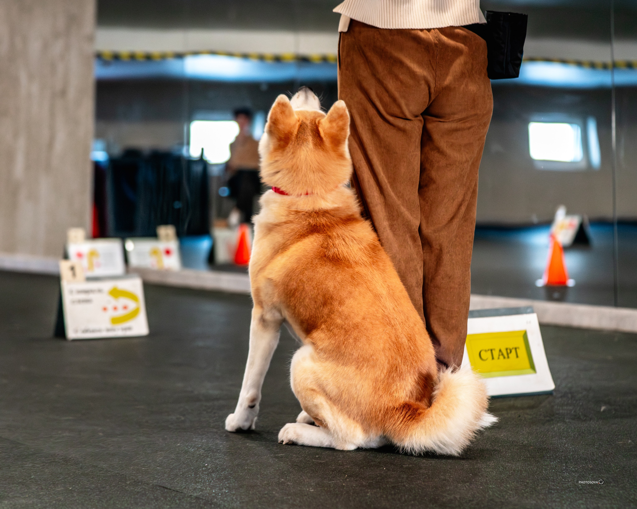 ТЫ И Я (соревнования по ралли-обидиенс). Фотограф-анималист, семейный фотограф в Москве и Подмосковье. Фотосъёмка кинологических дисциплин
