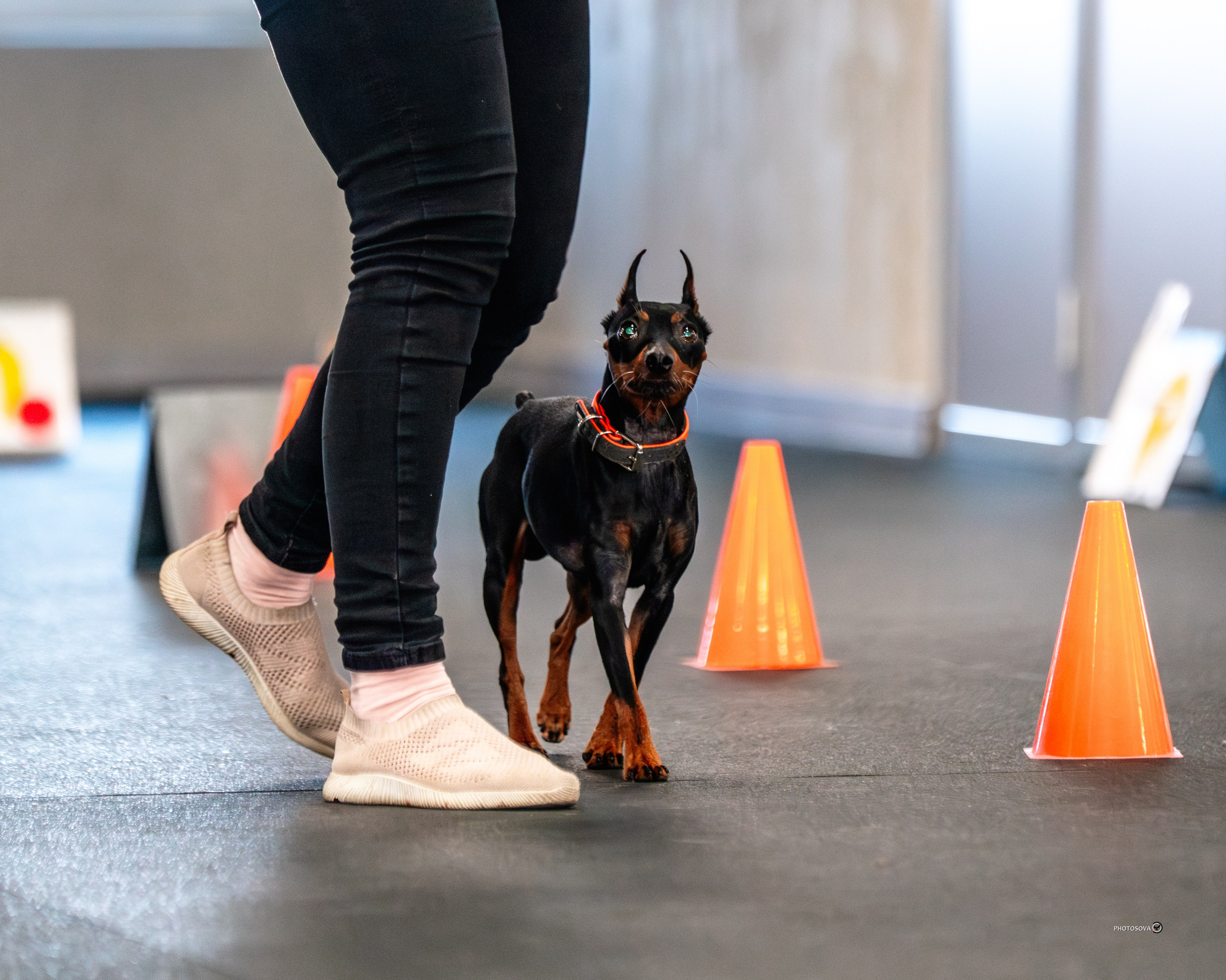 ТЫ И Я (соревнования по ралли-обидиенс). Фотограф-анималист, семейный фотограф в Москве и Подмосковье. Фотосъёмка кинологических дисциплин