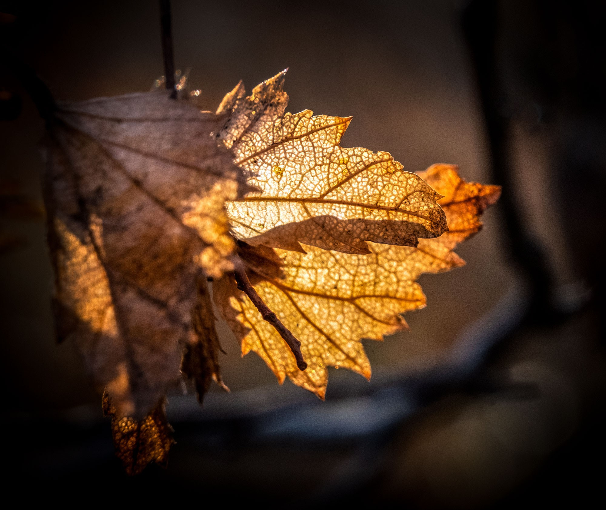 Свадебный фотограф в Геленджике
