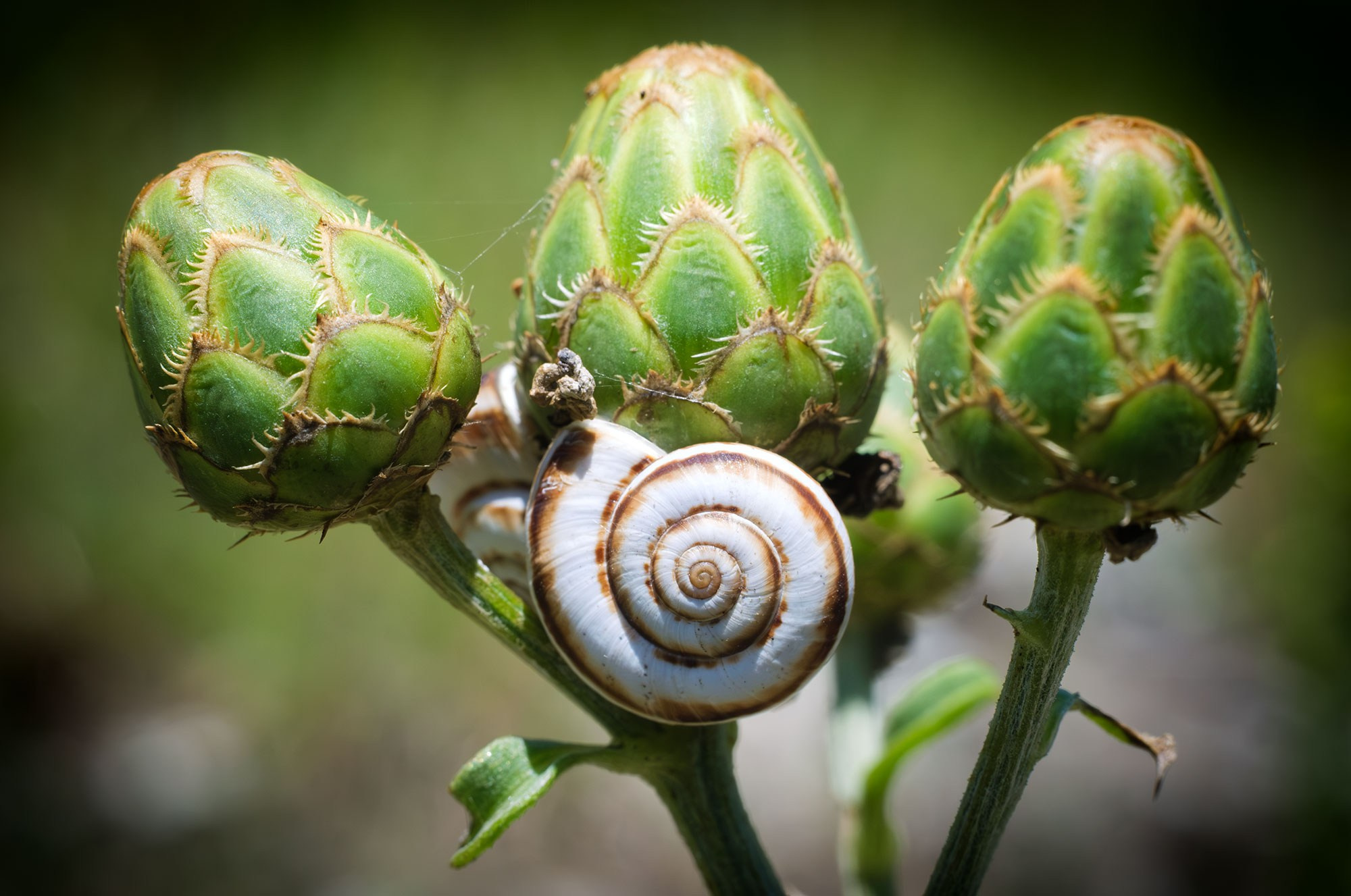 Макросъемка насекомых