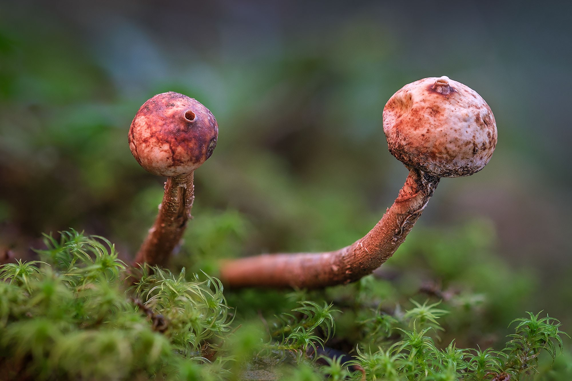 Макросъемка