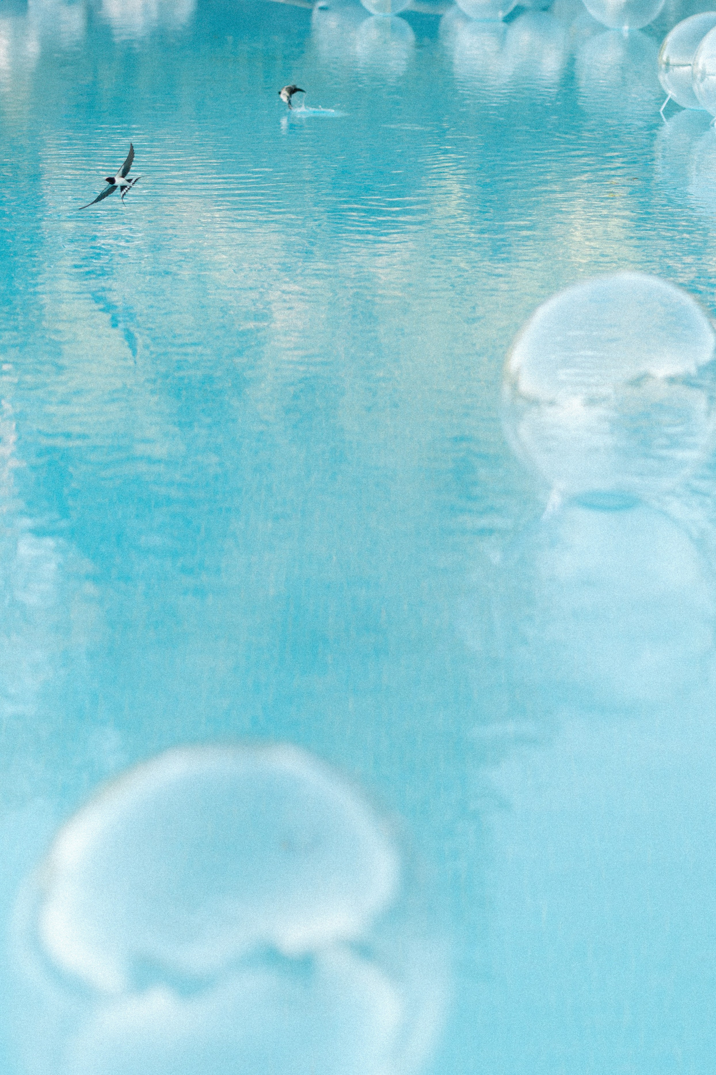 Хупа. Свадебный фотограф Москва Мотеюнайте Виктория