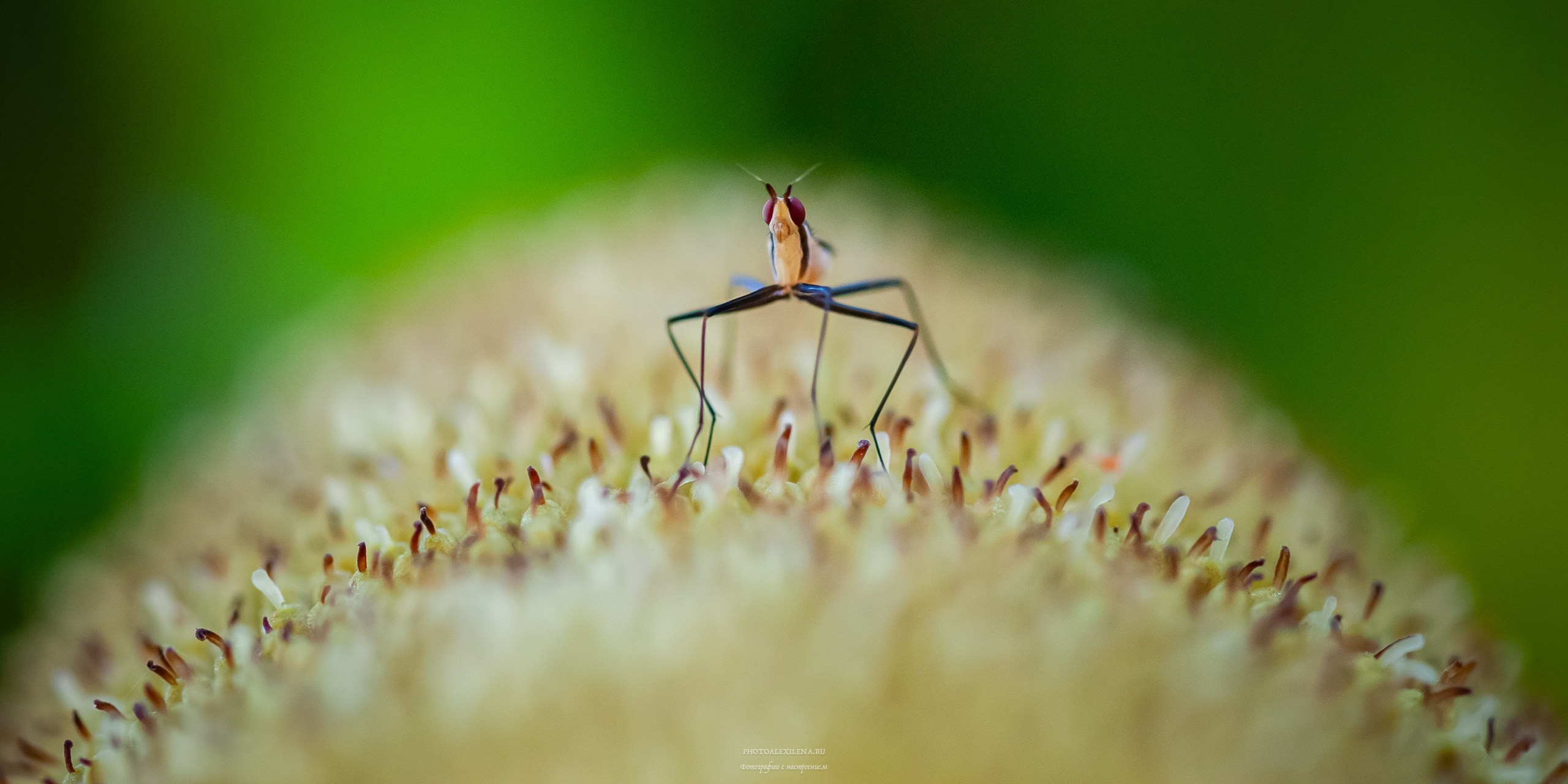Все оттенки зелёного. Авторские стильные фотокартины