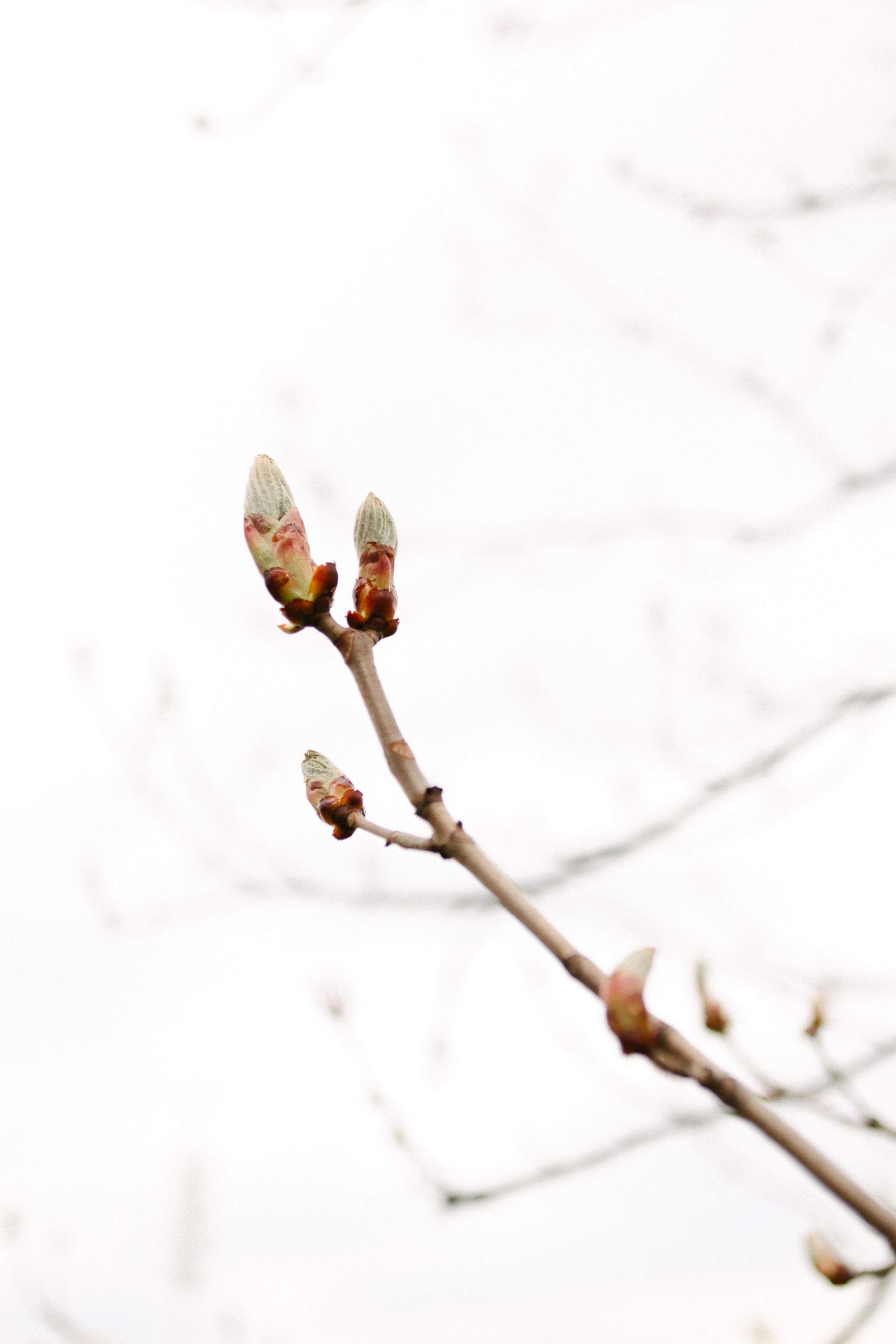 Рыжая команда. Фотограф анималист в Москве Ольга Агушева