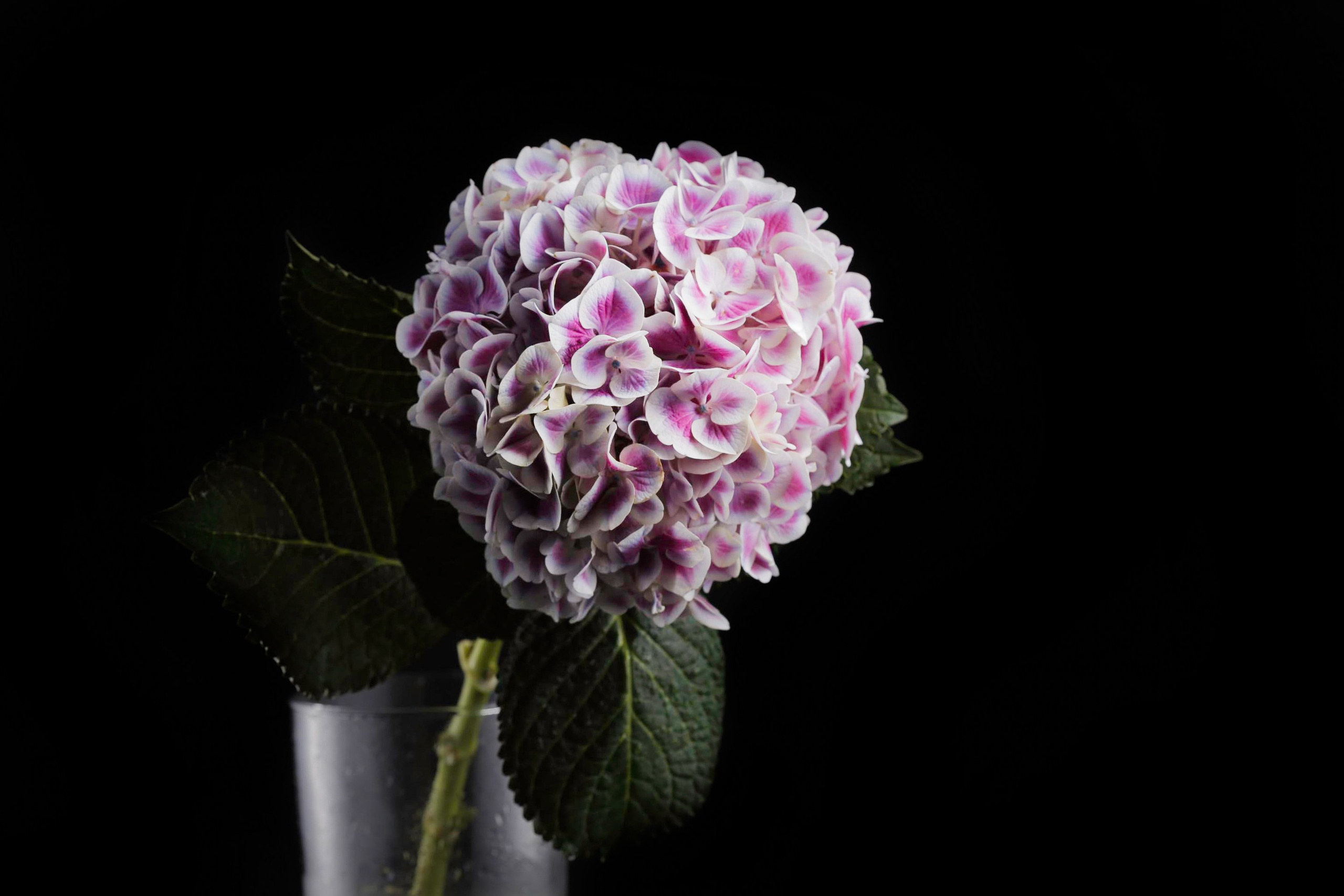 Фото Цветов. Студия Максима Белослюдцева