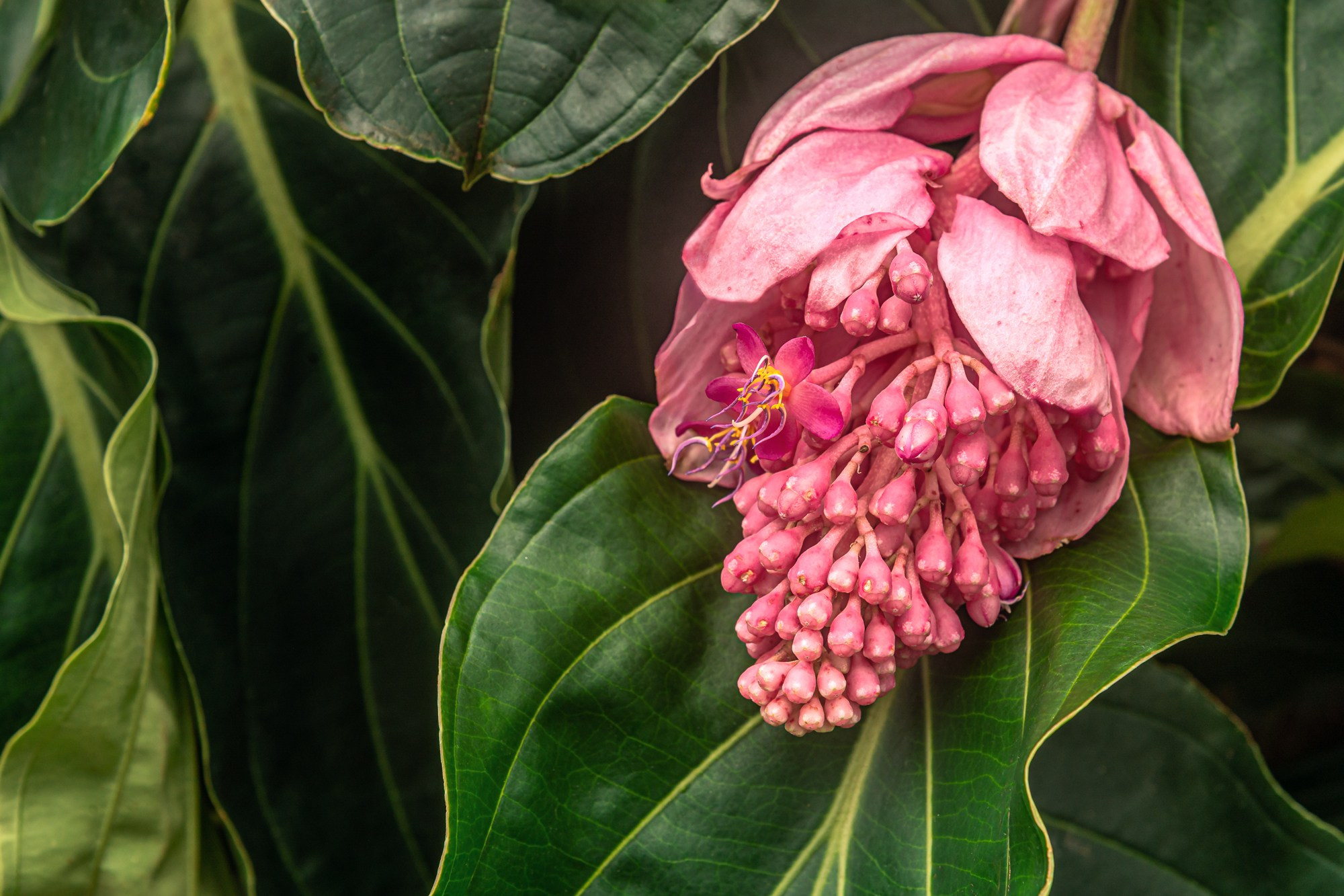 Flowers. Мария Абаза, фотограф. Реховот, Израиль