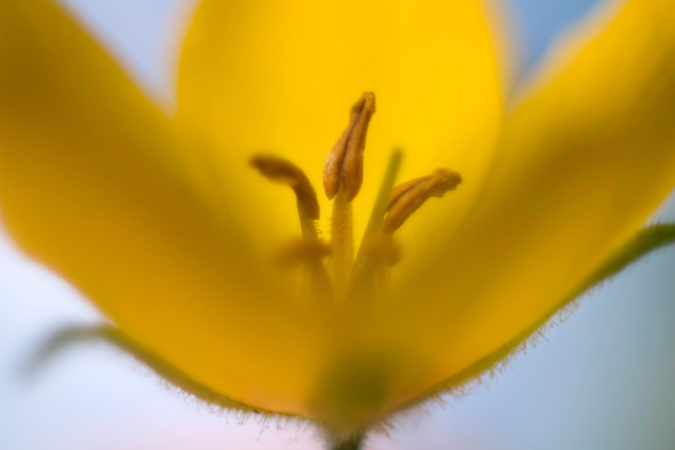 Макро. Фотограф Лагутин Анатолий
