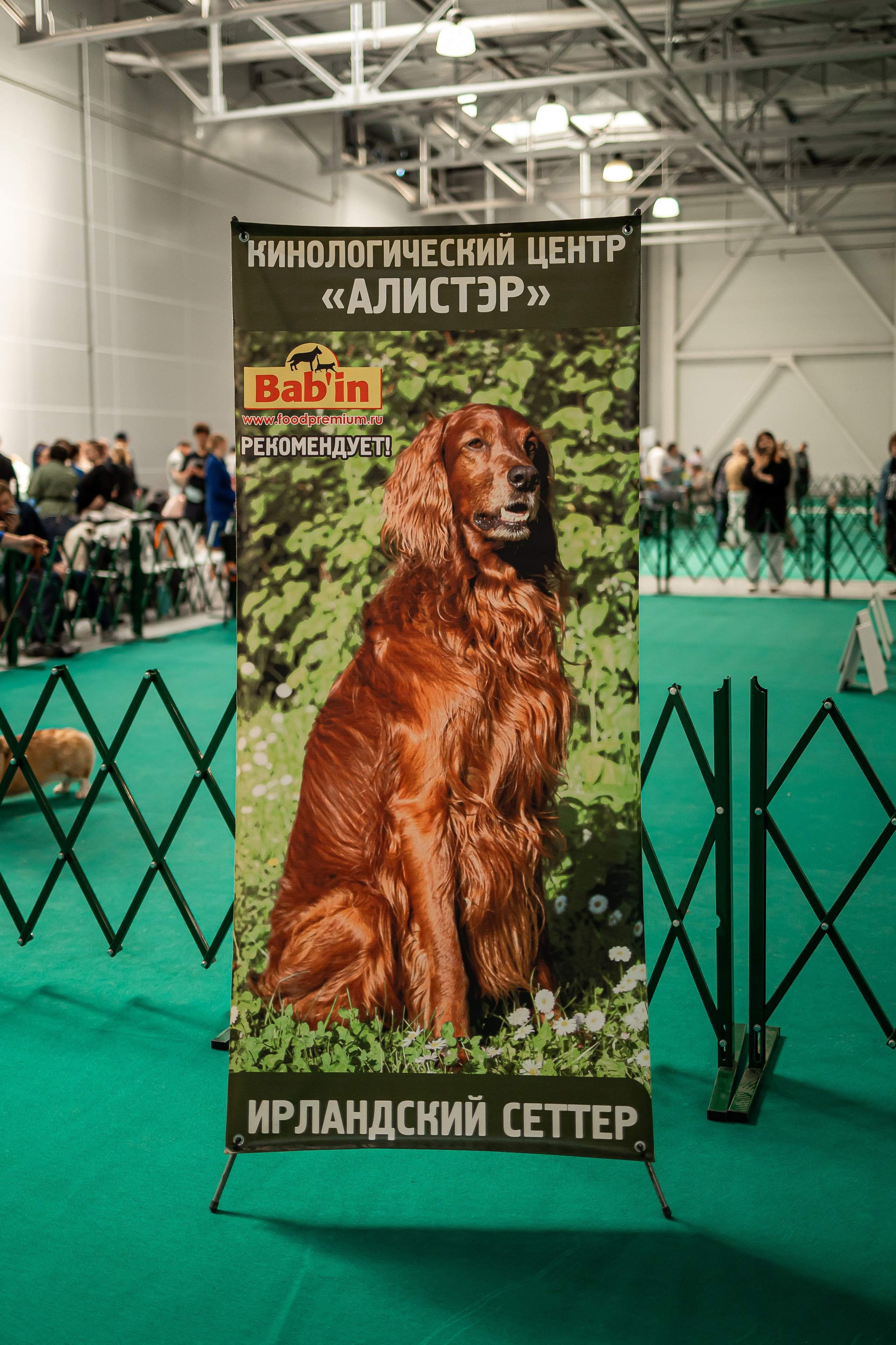 Выставка сеттеров 19.05.24