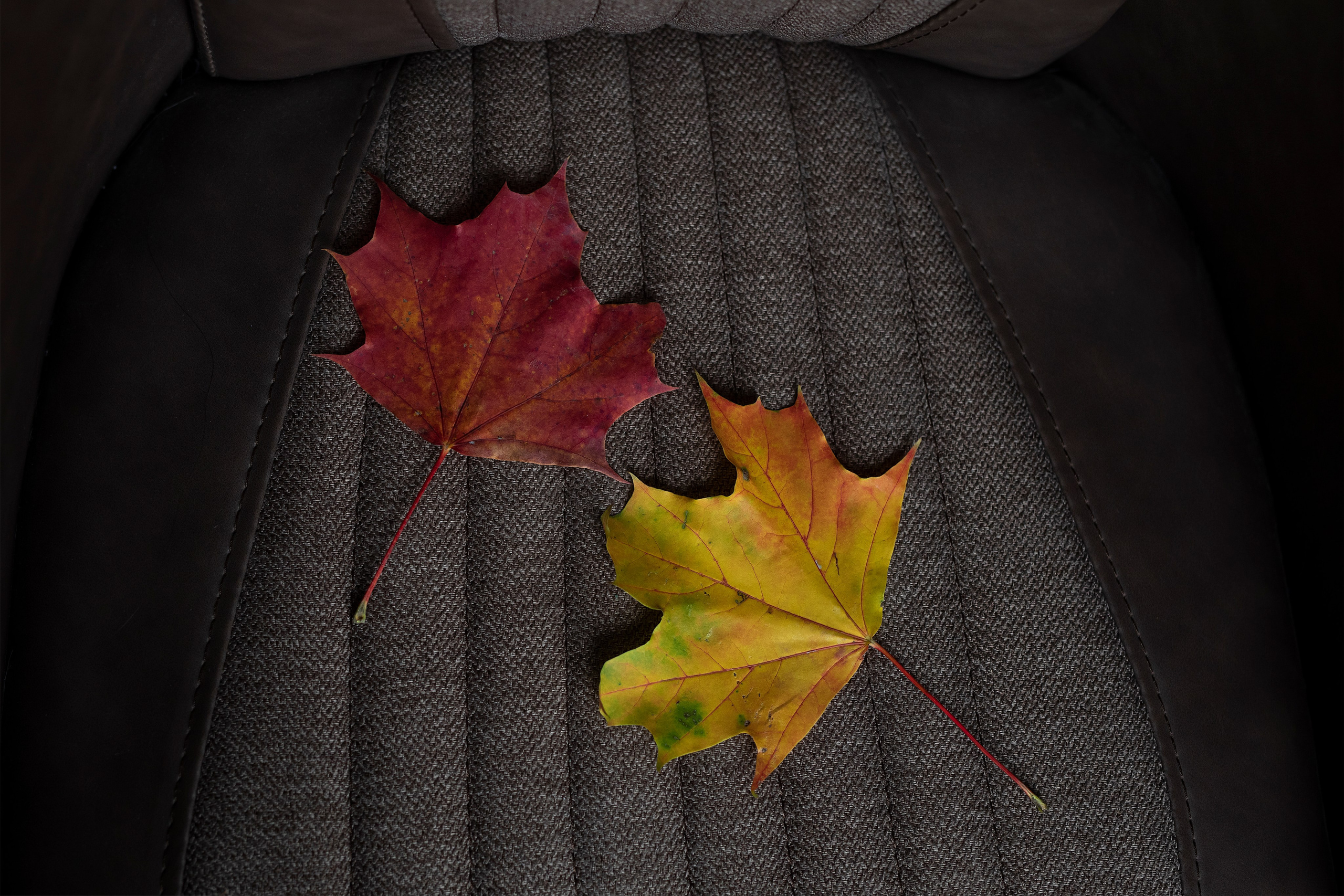 Осеннее настроение. Фотограф в Москве Надуева Татьяна. Женский портрет, детский портрет, с